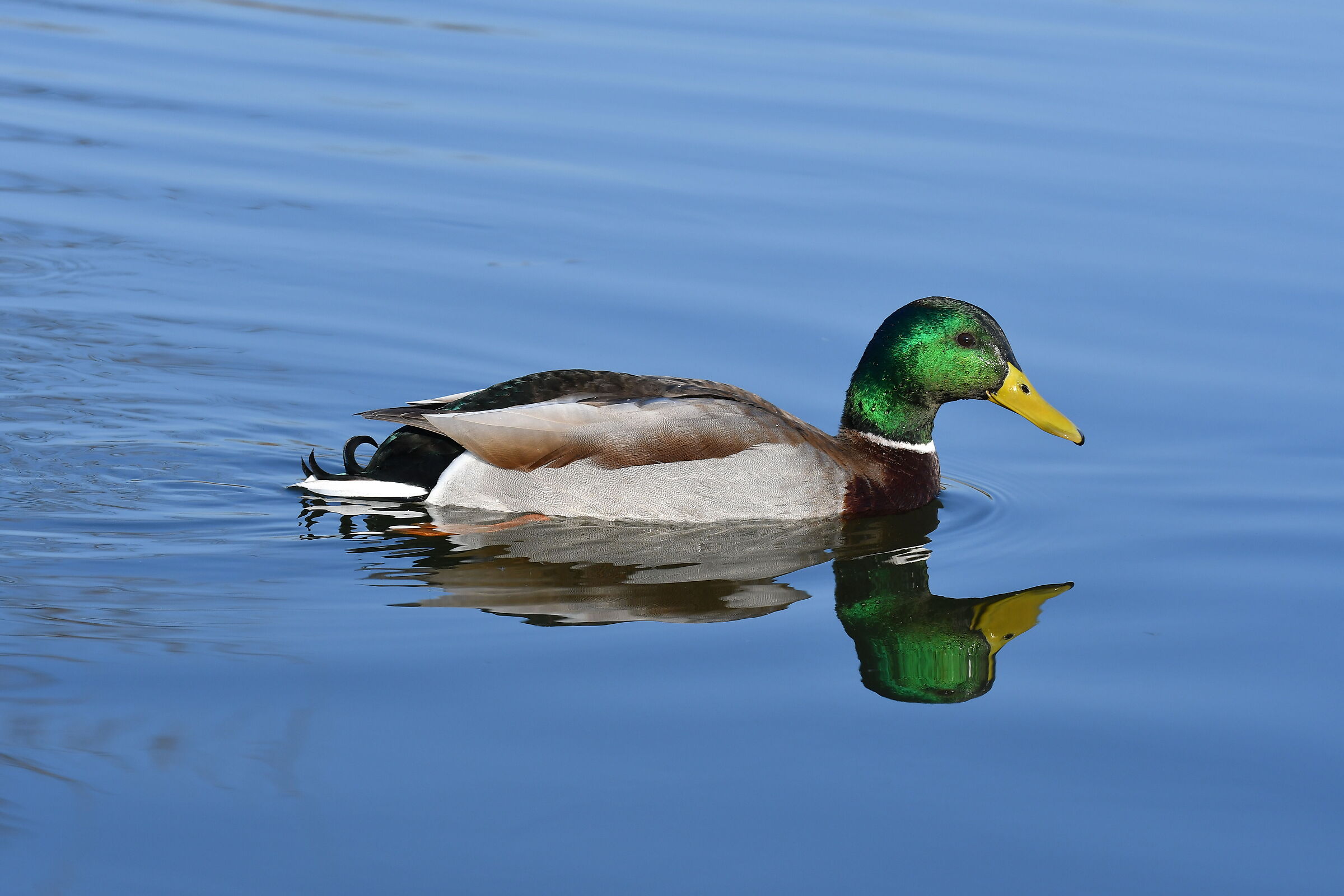 Mallard