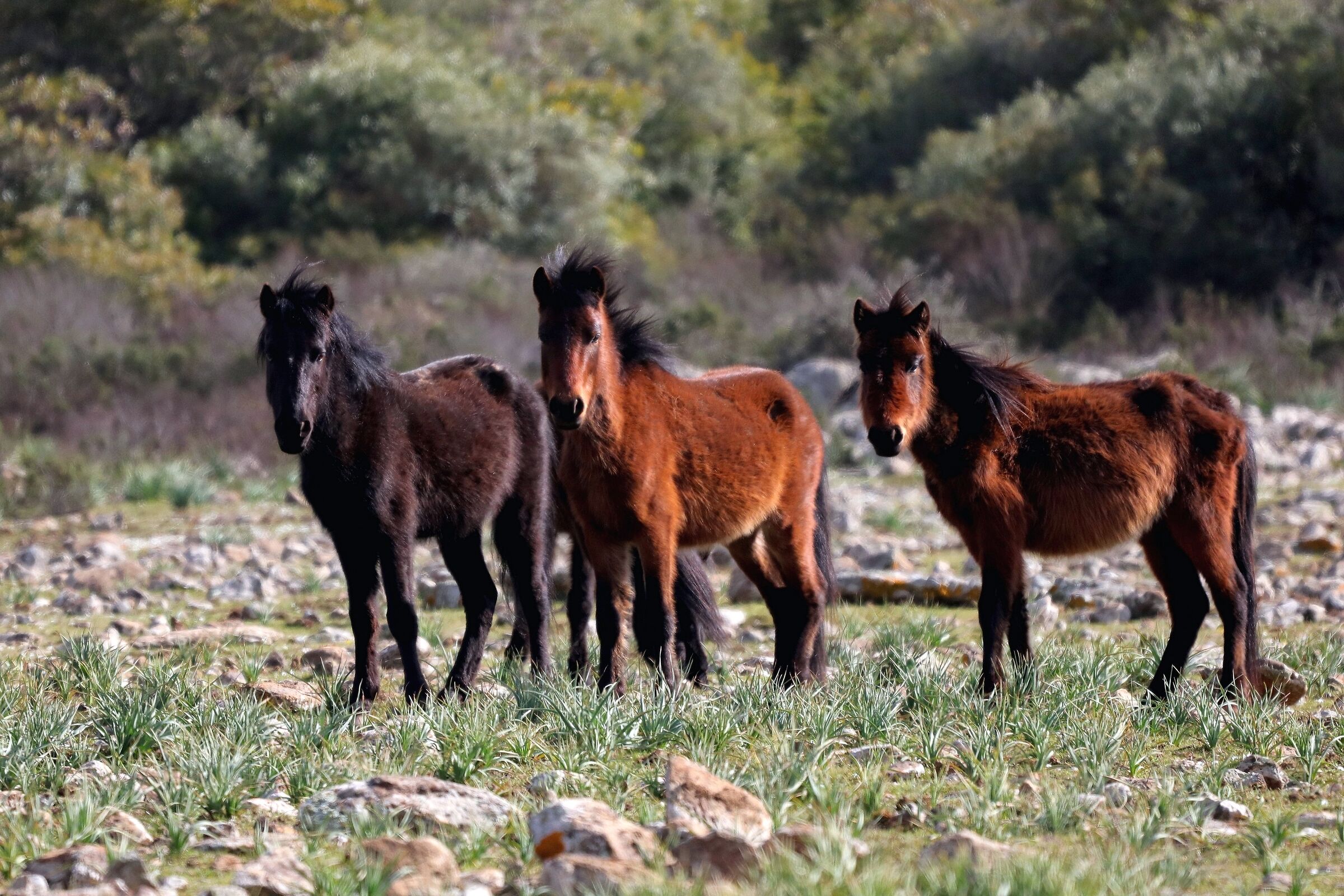I cavallini della Giara
