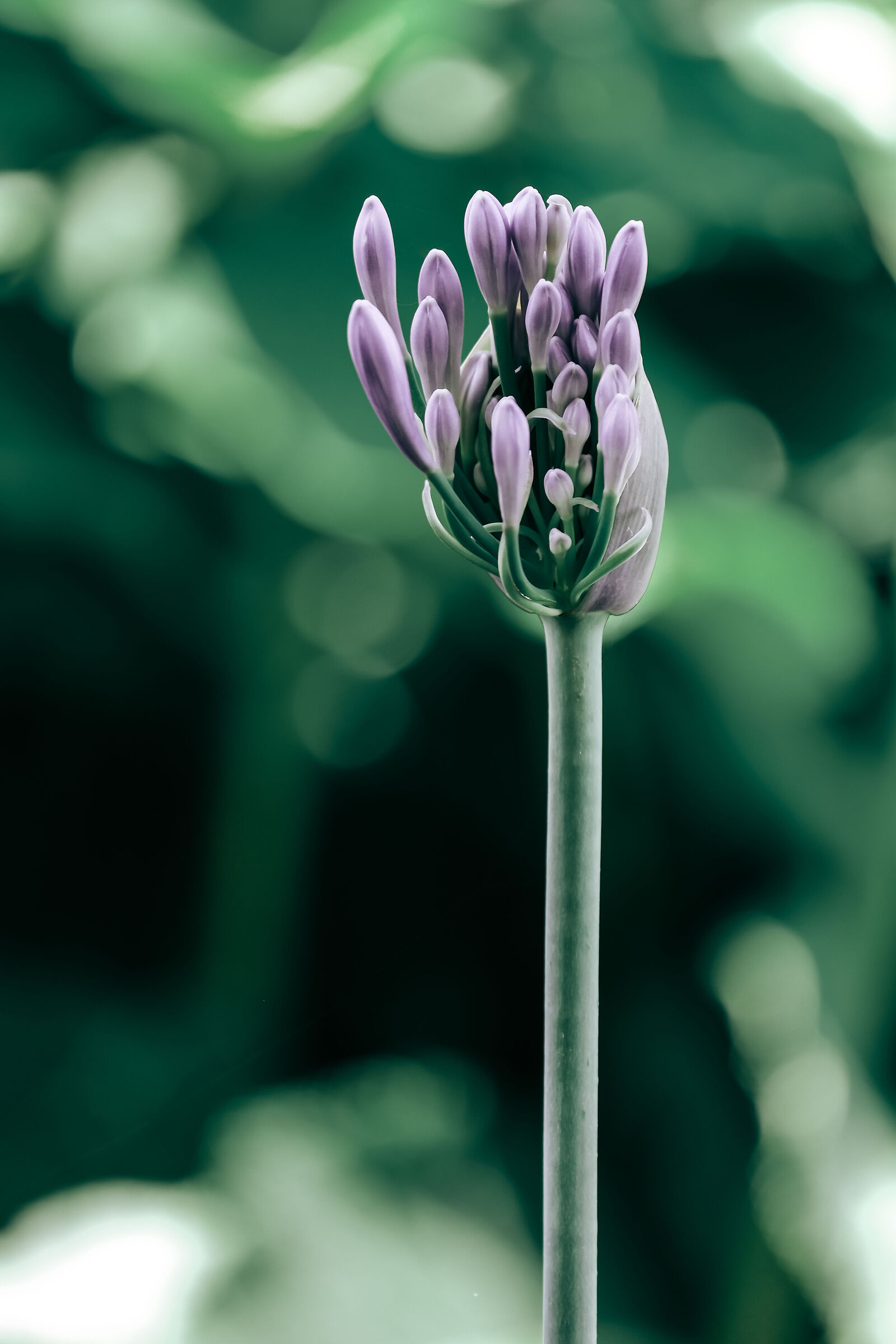 Agapanthus