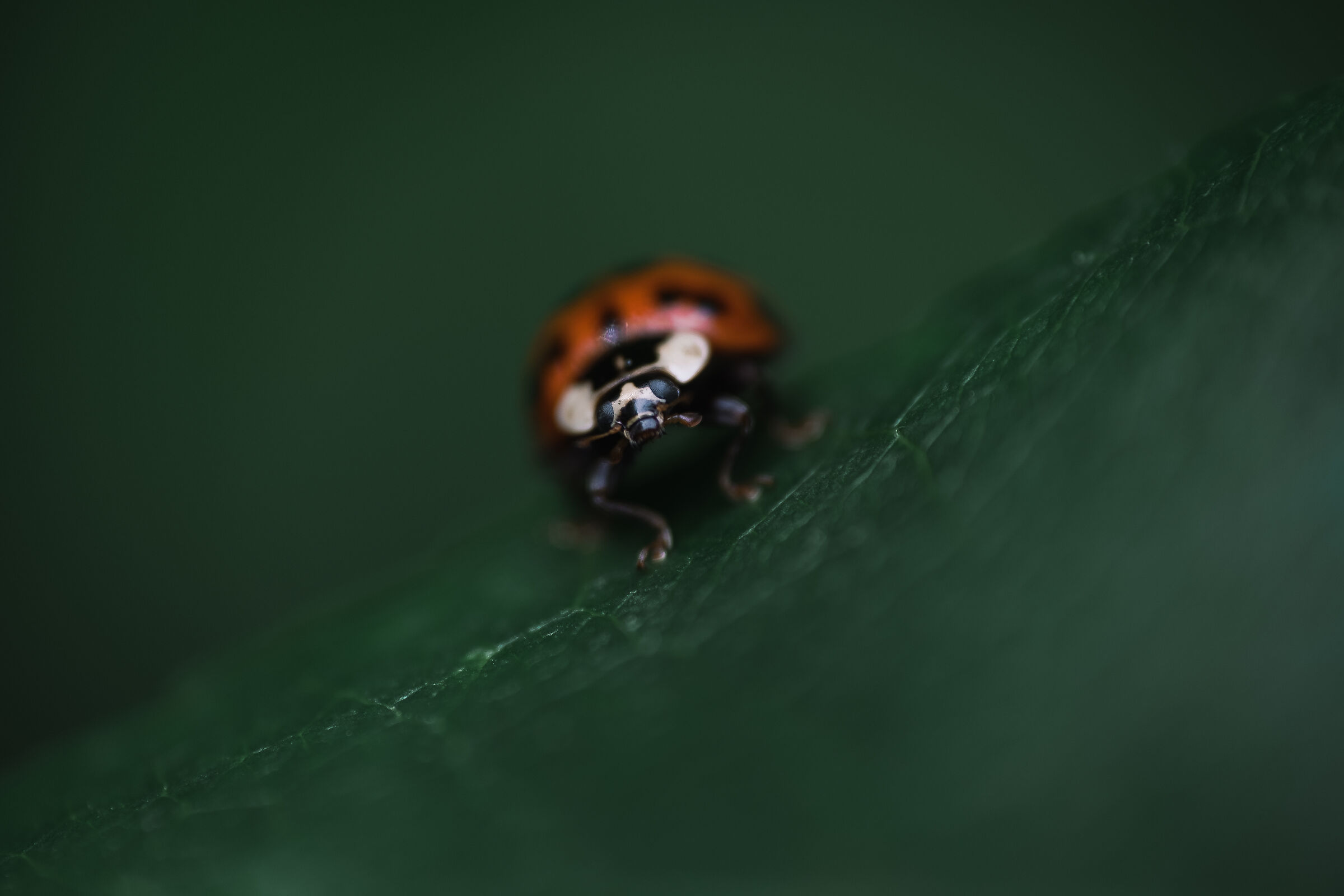 coccinella