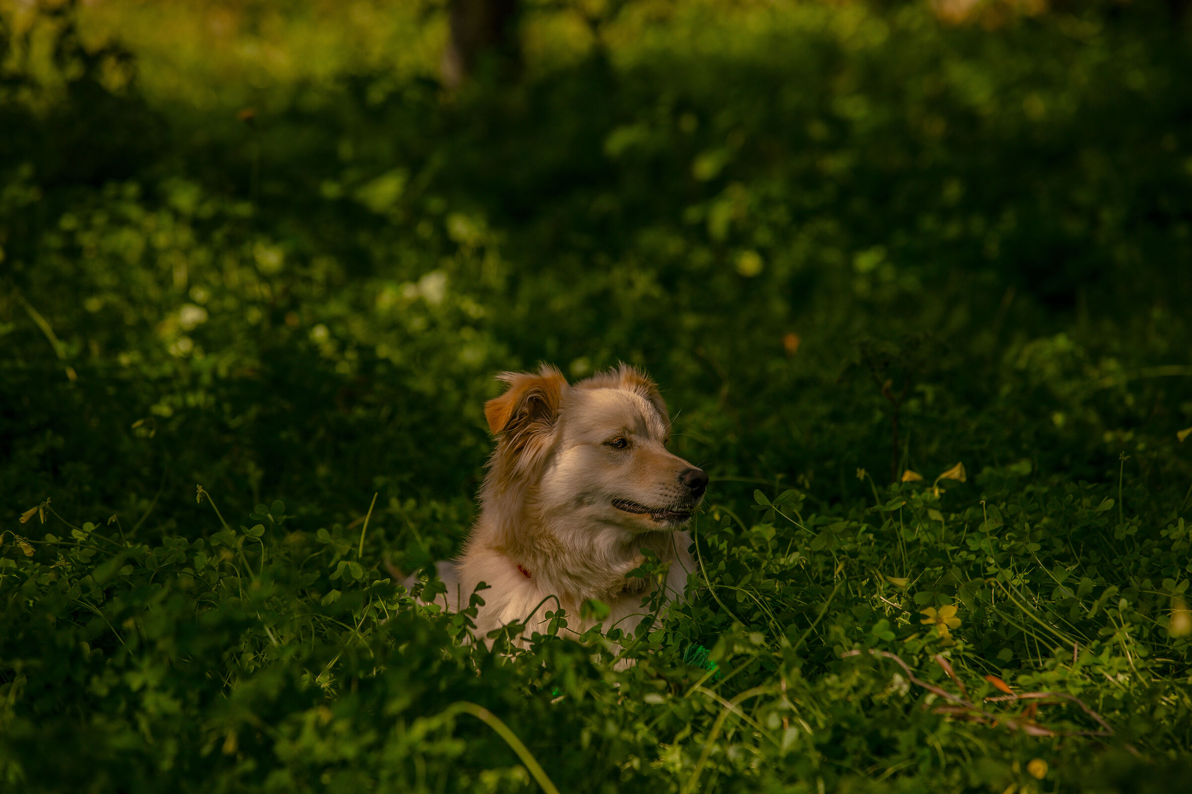 my dog gaya in the grass