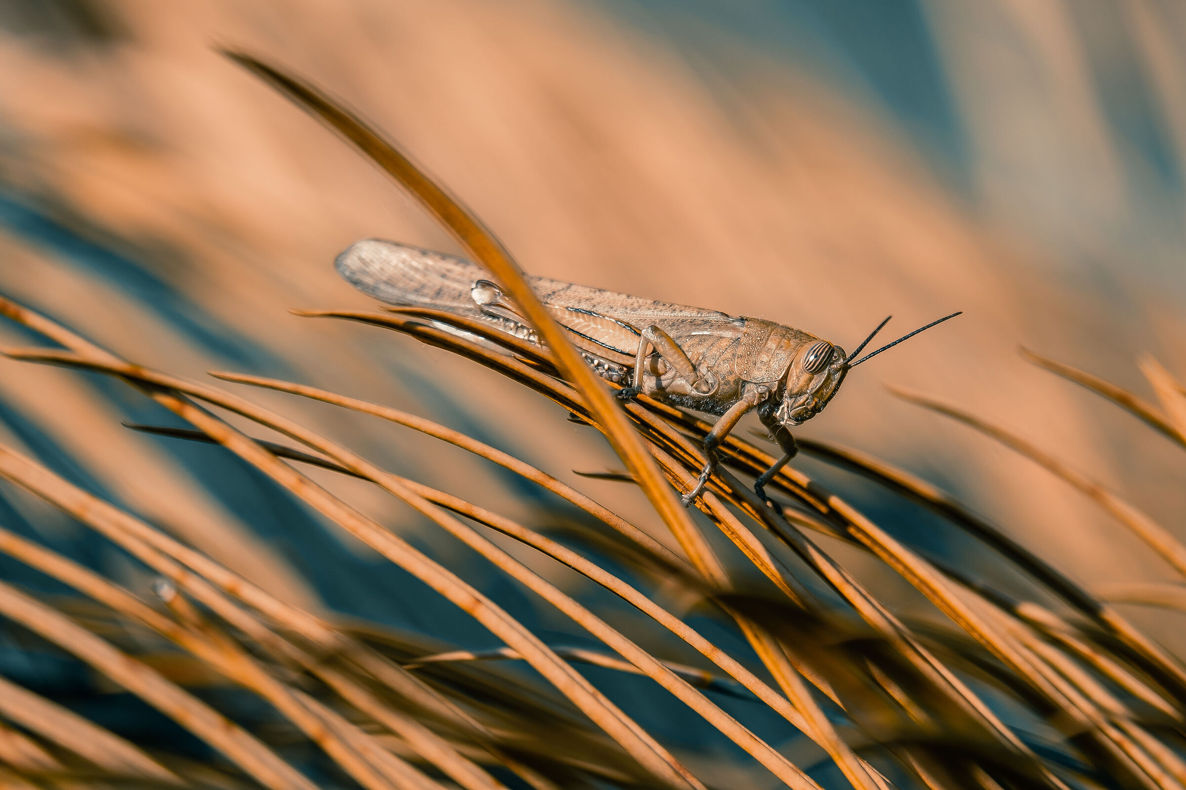 Cavalletta sulla palma