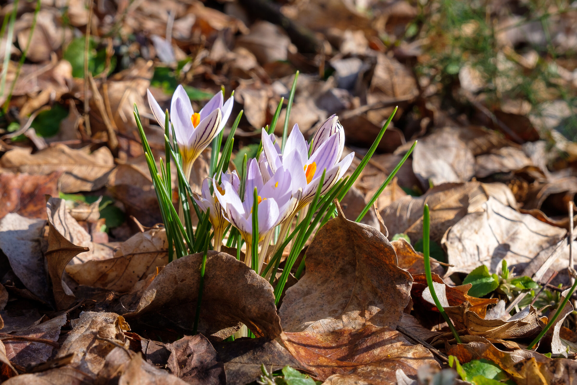 Crocus in libera uscita