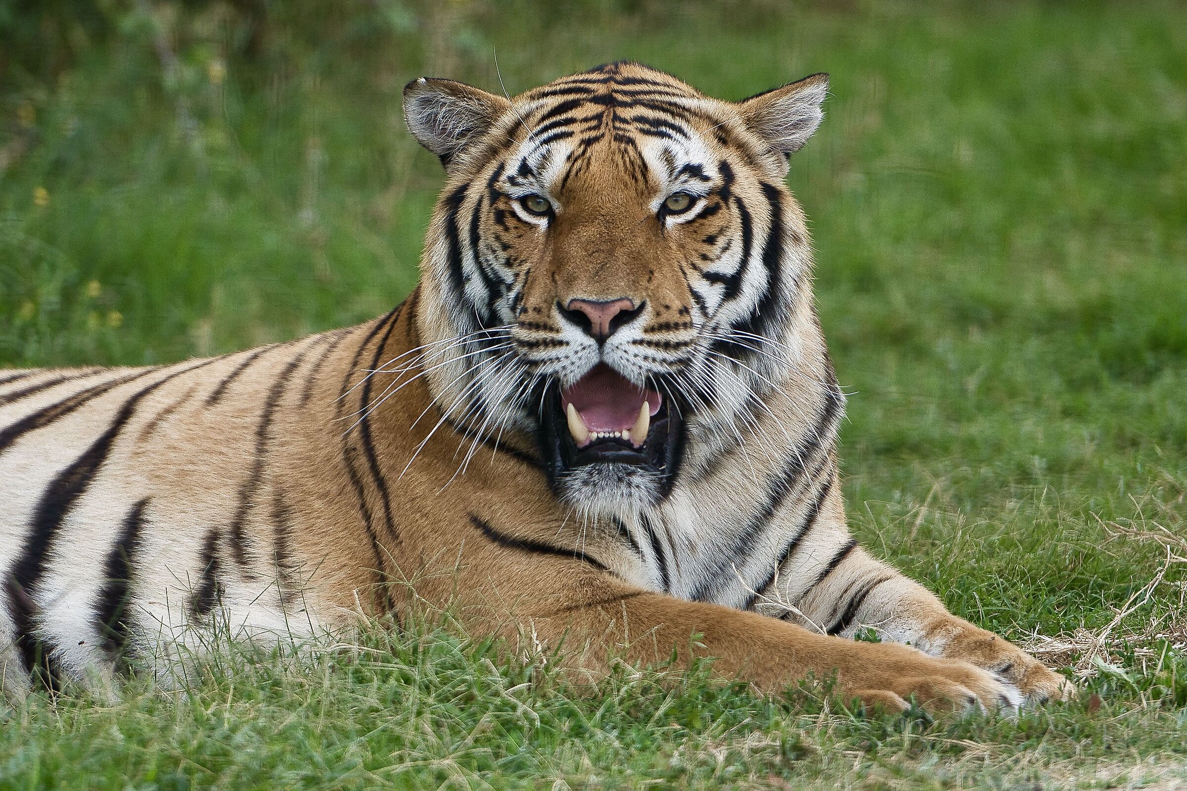 La tigre della Romagna 2