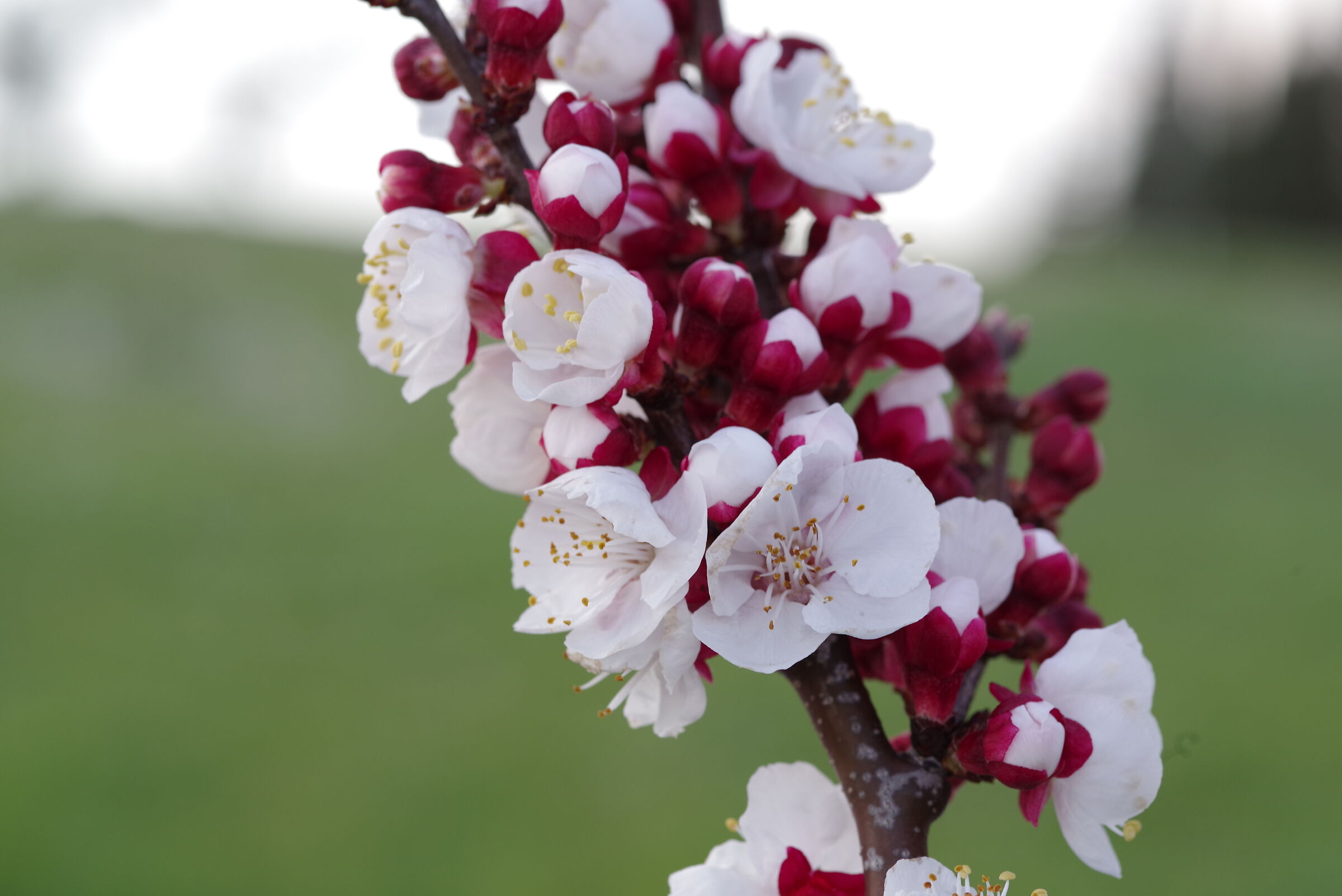 Pink almond tree