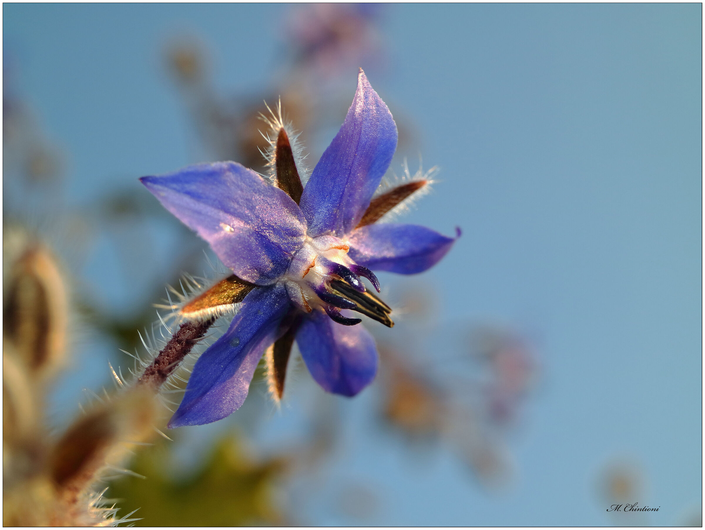 .... Fiore di .... Borragine
