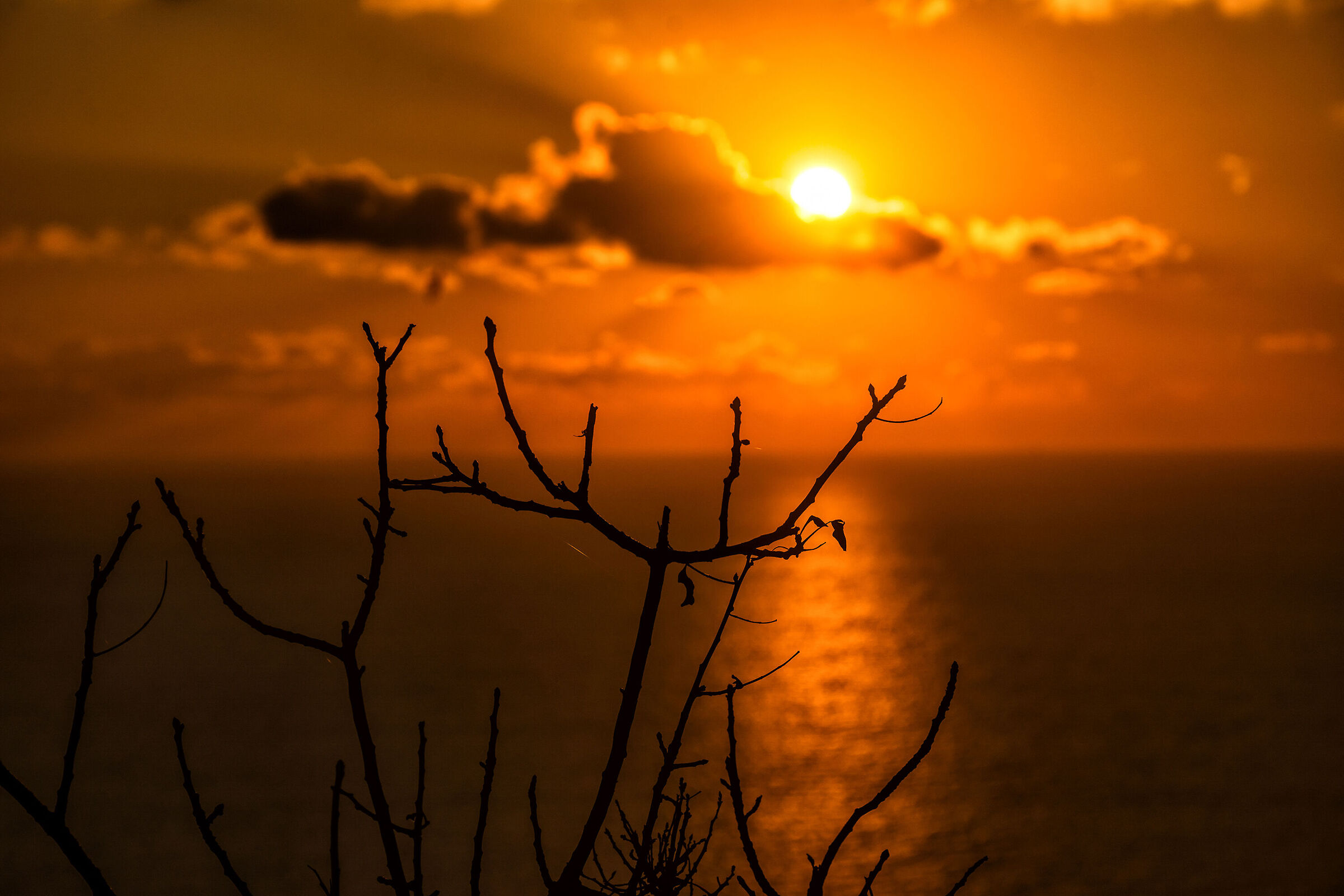 Sunset between the branches