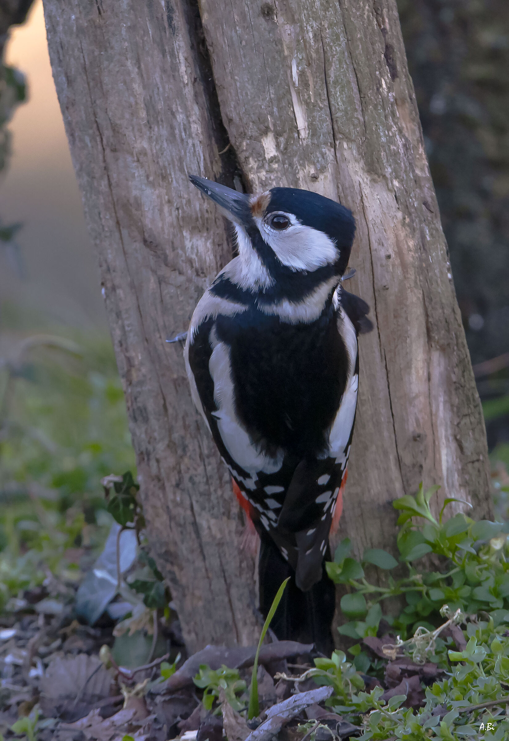 Picchio rosso maggiore