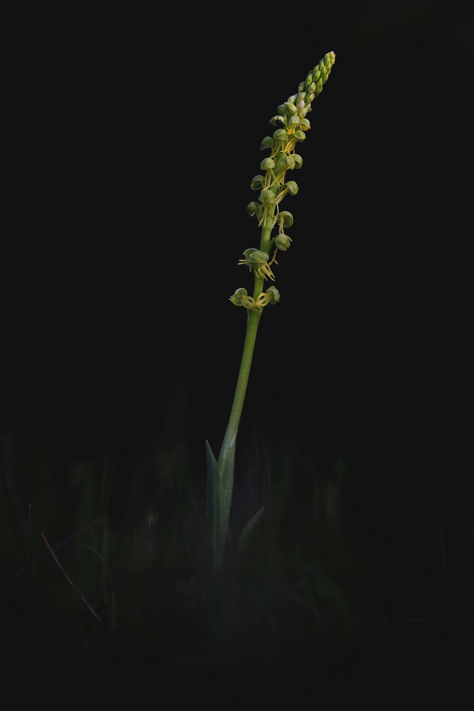 Orchis anthropophora