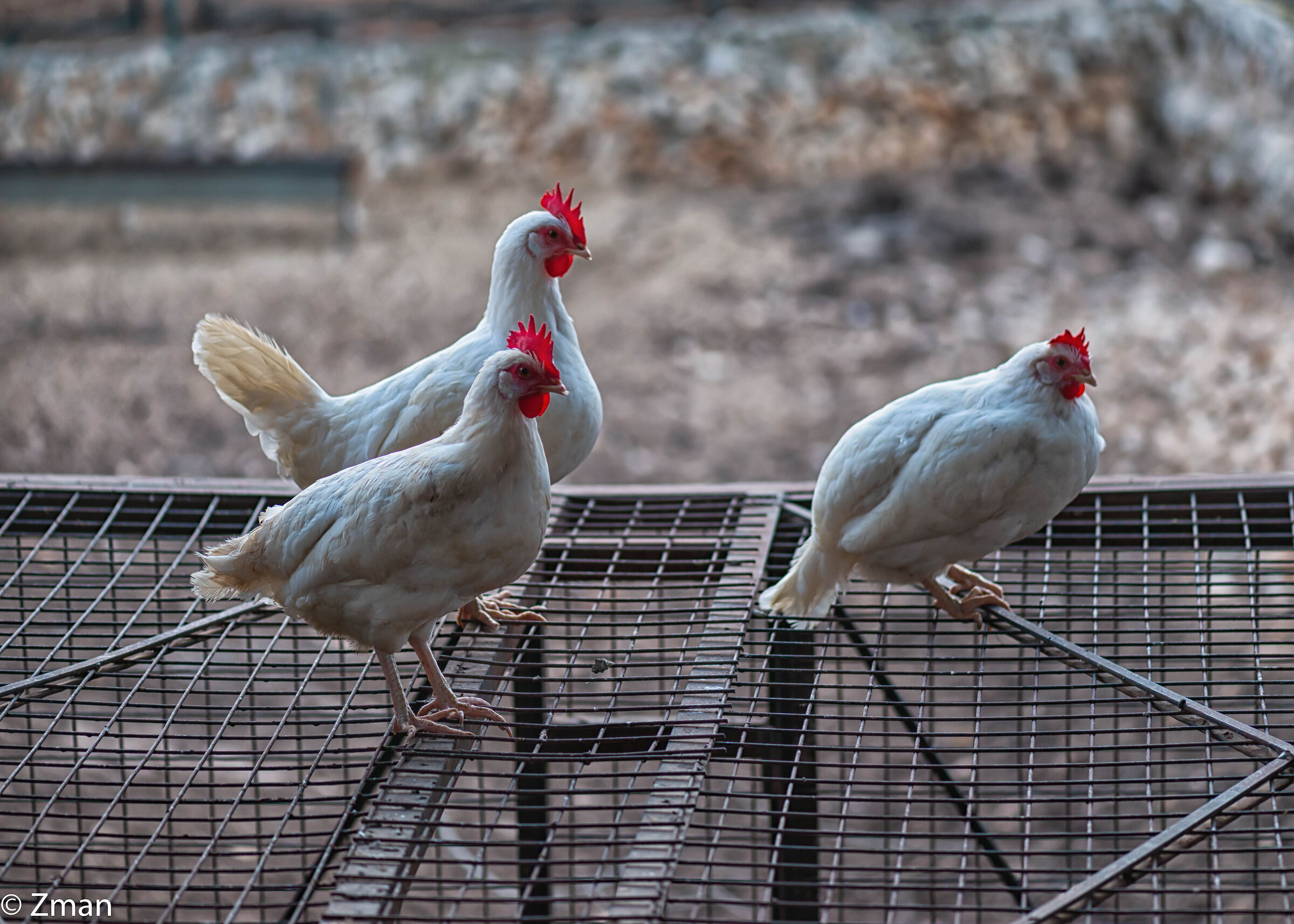 Il pollo intorno alla gallina