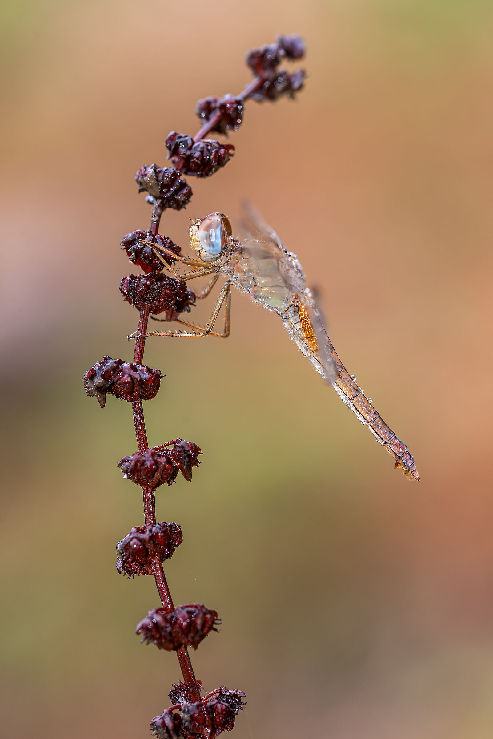Crocothemis erythraea