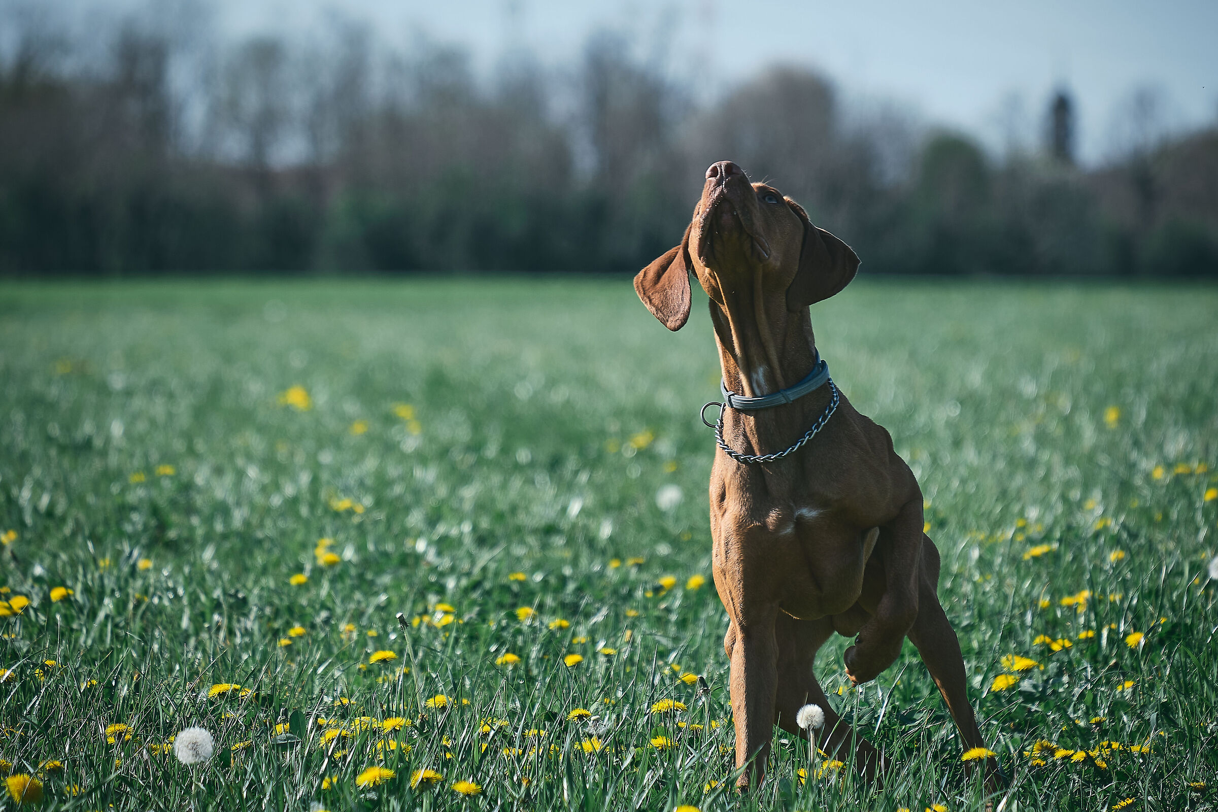 Vizsla, Orazio