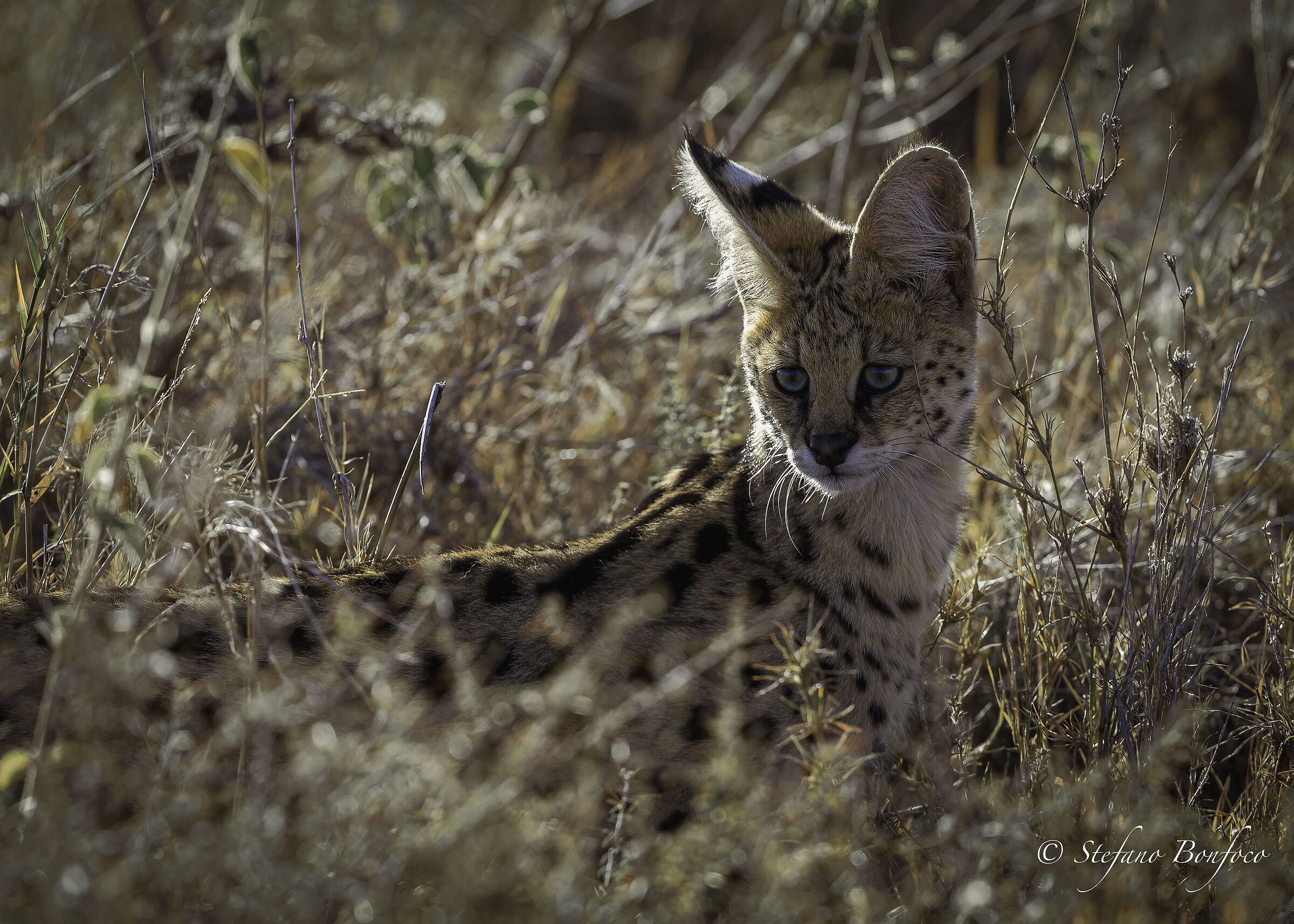 Serval (Leptailurus serval)