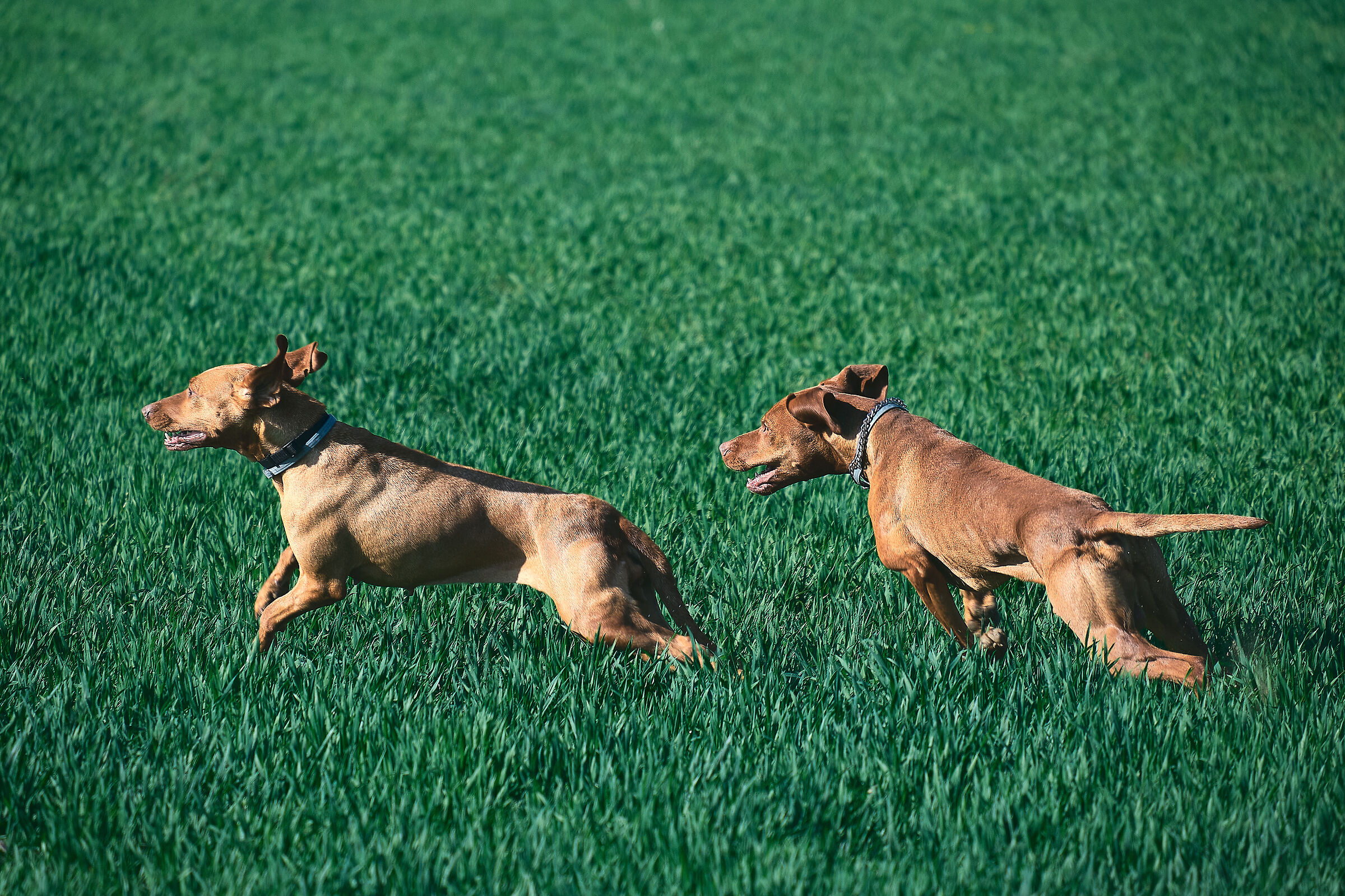 Vizsla, Jazz & Orazio
