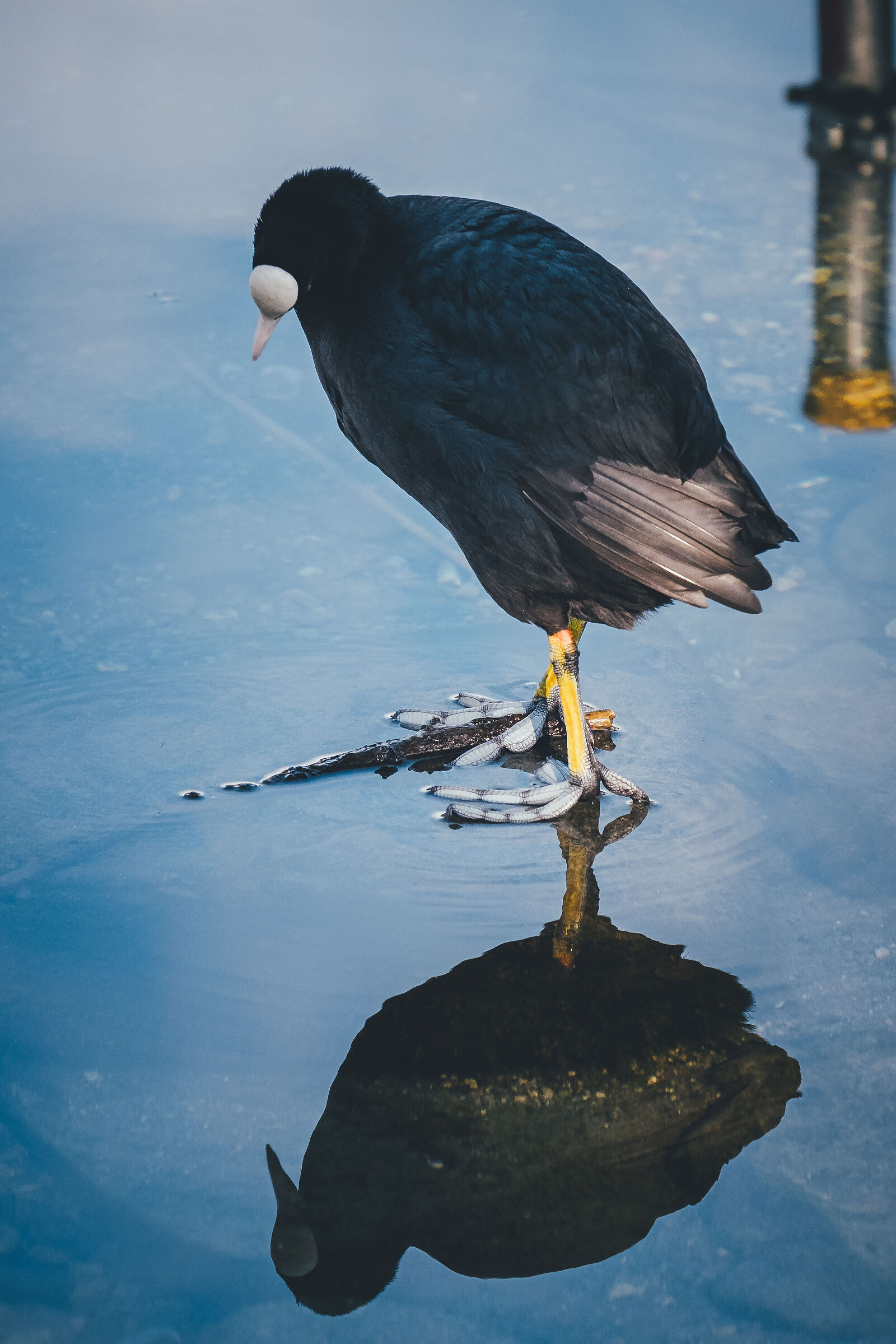 Mirroring in nature