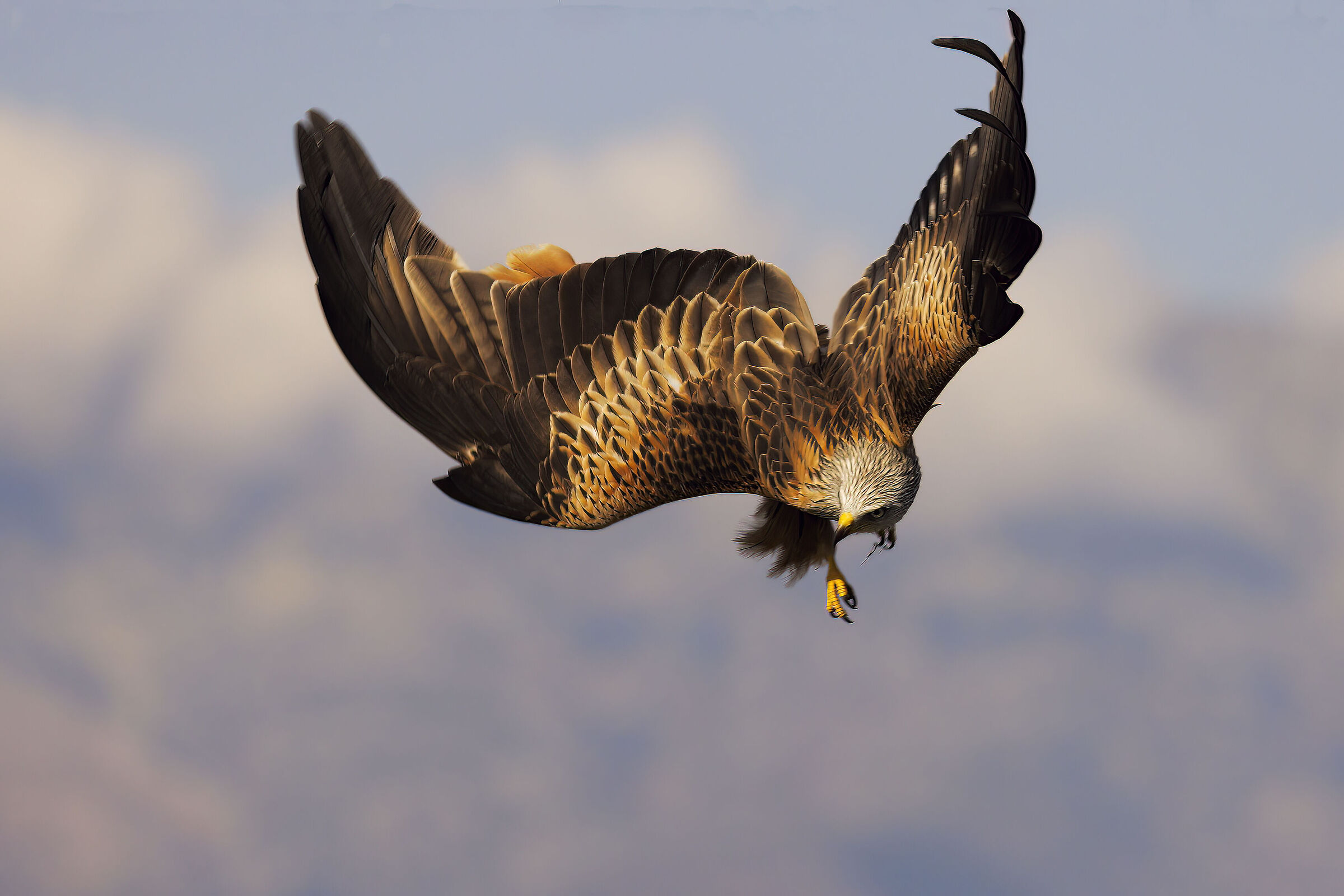 Red kite