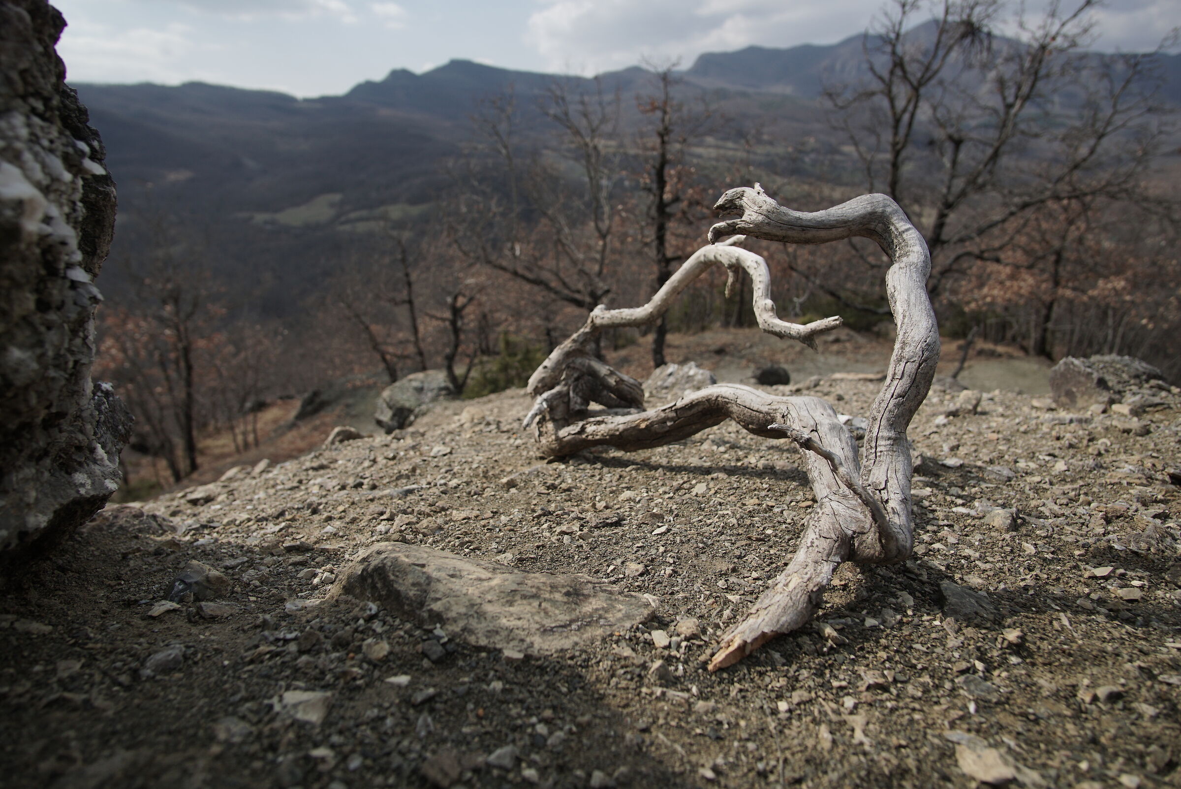 Dry branch