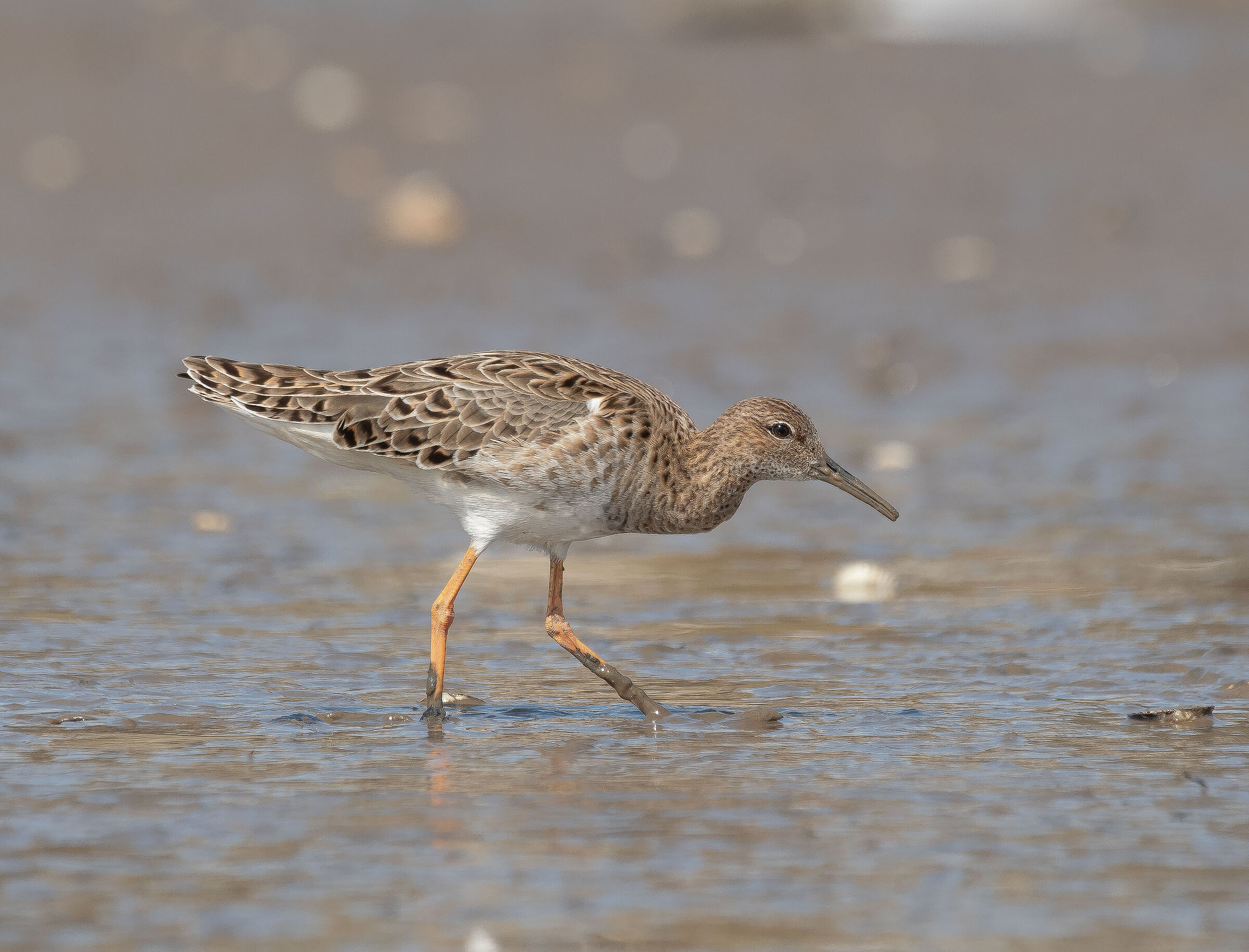 Young gossip of the year 2022