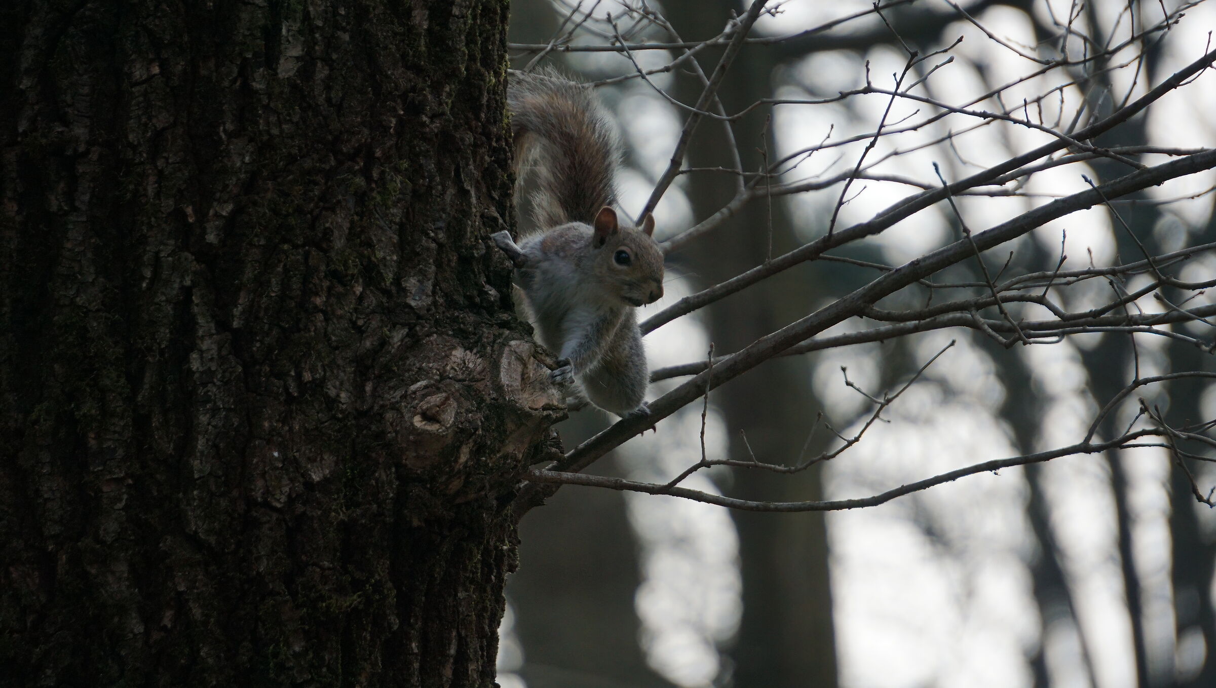 Sciurus