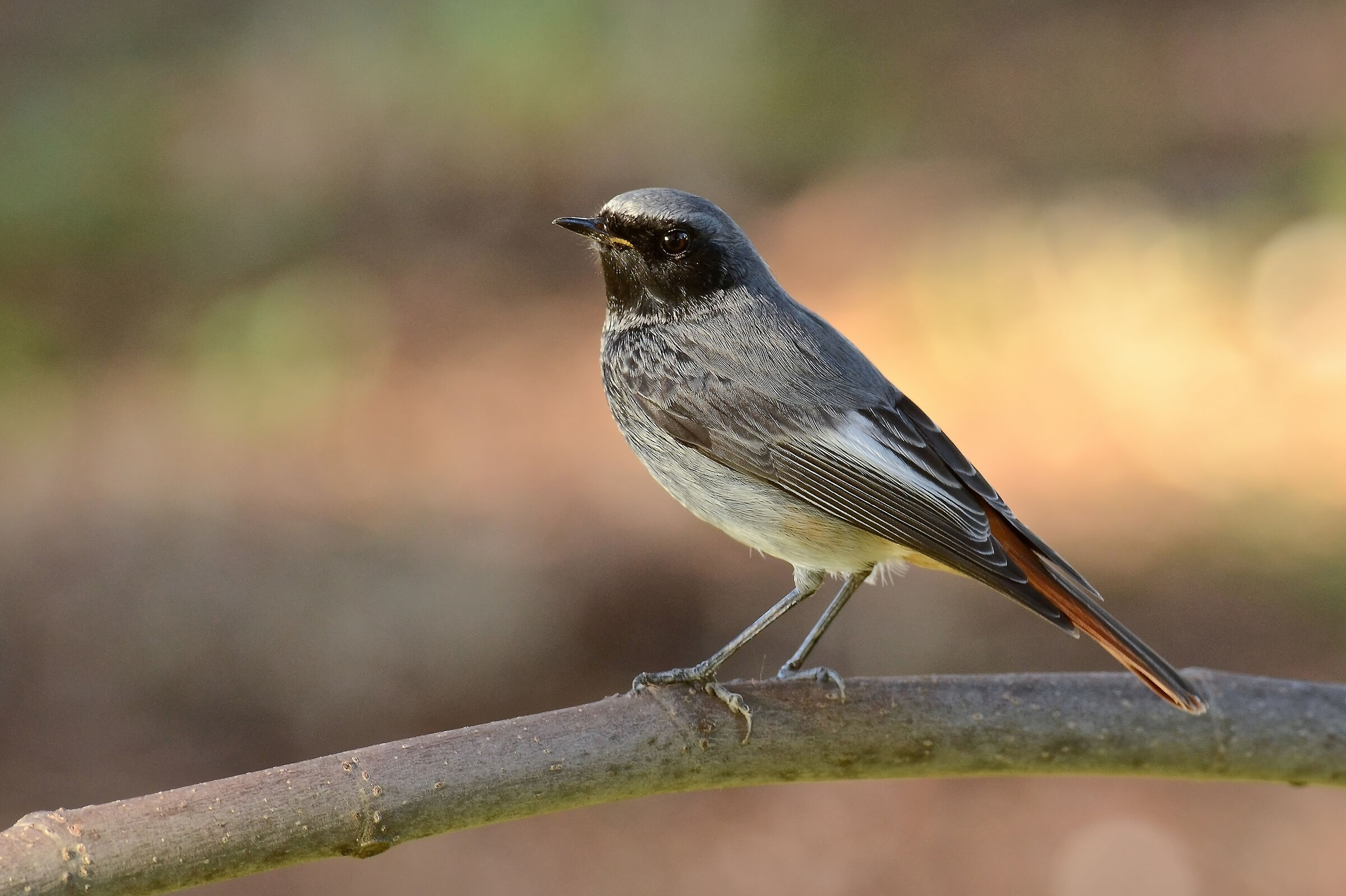 Black redstart