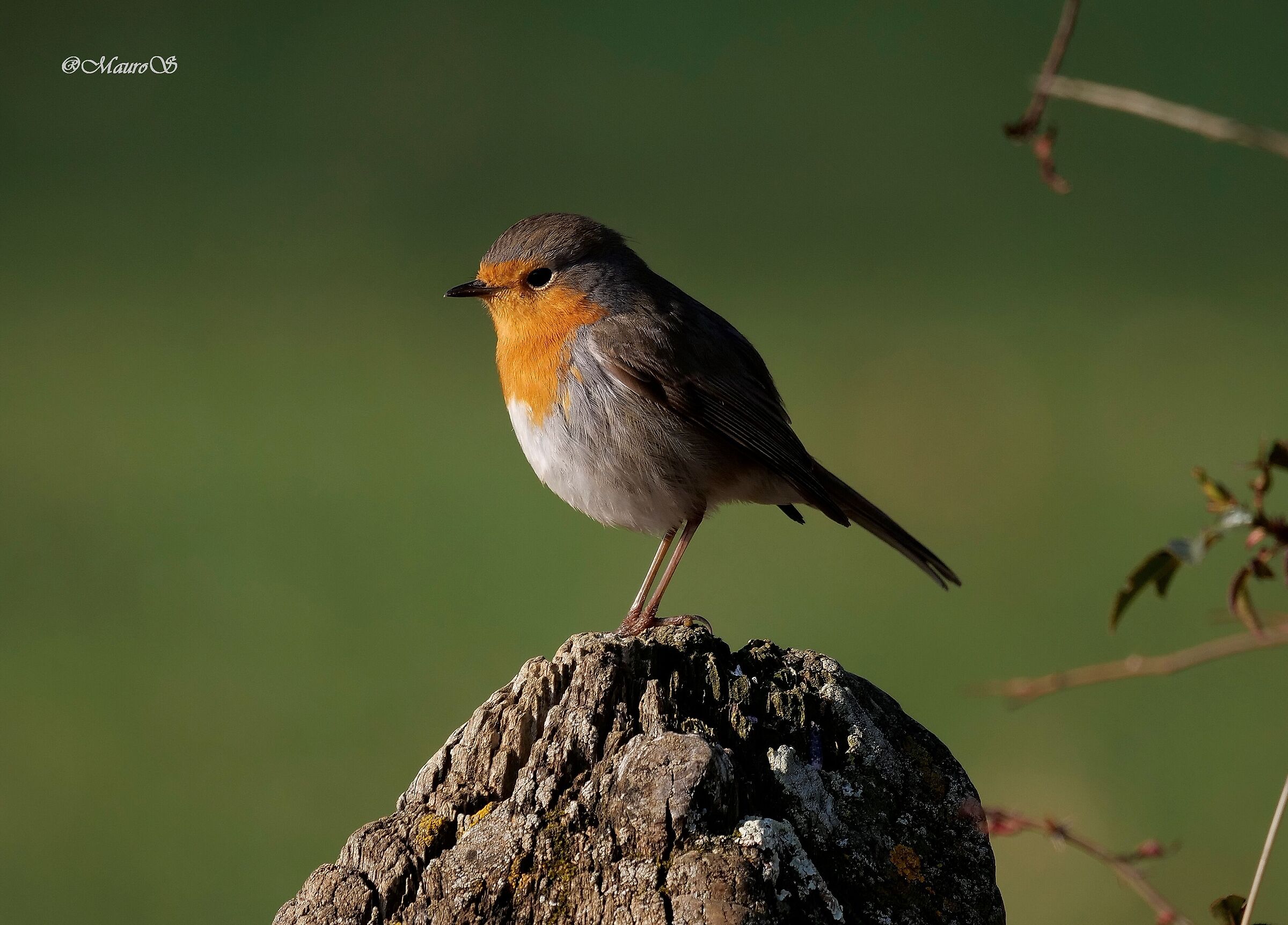 Robin