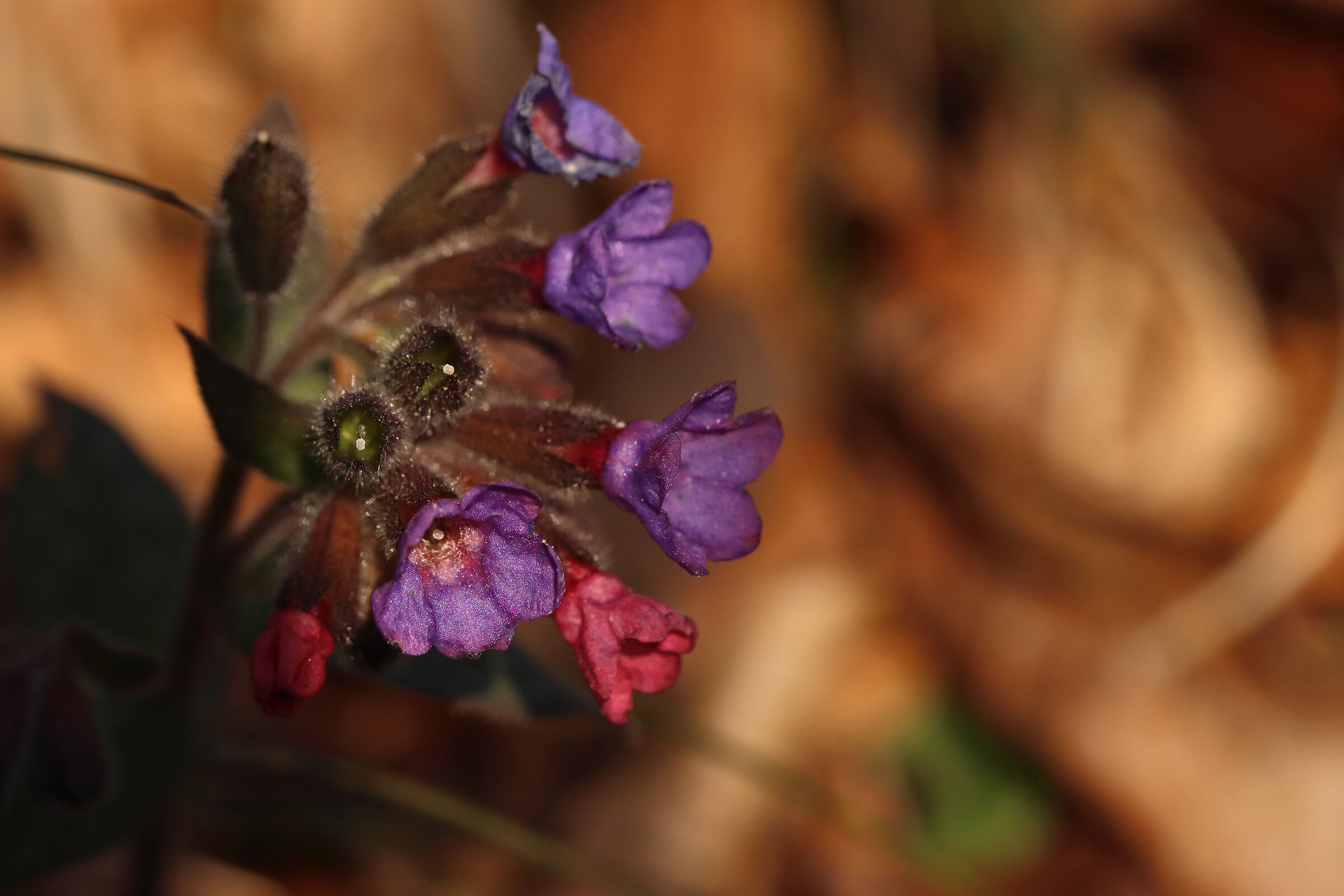 small jewels of the woods