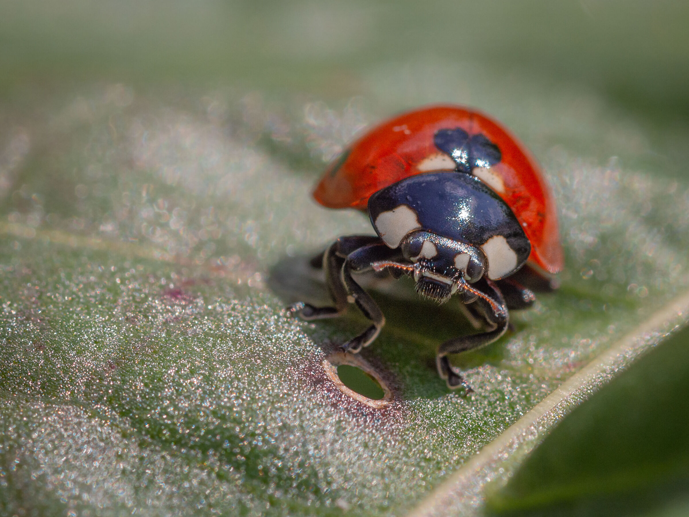 Coccinella