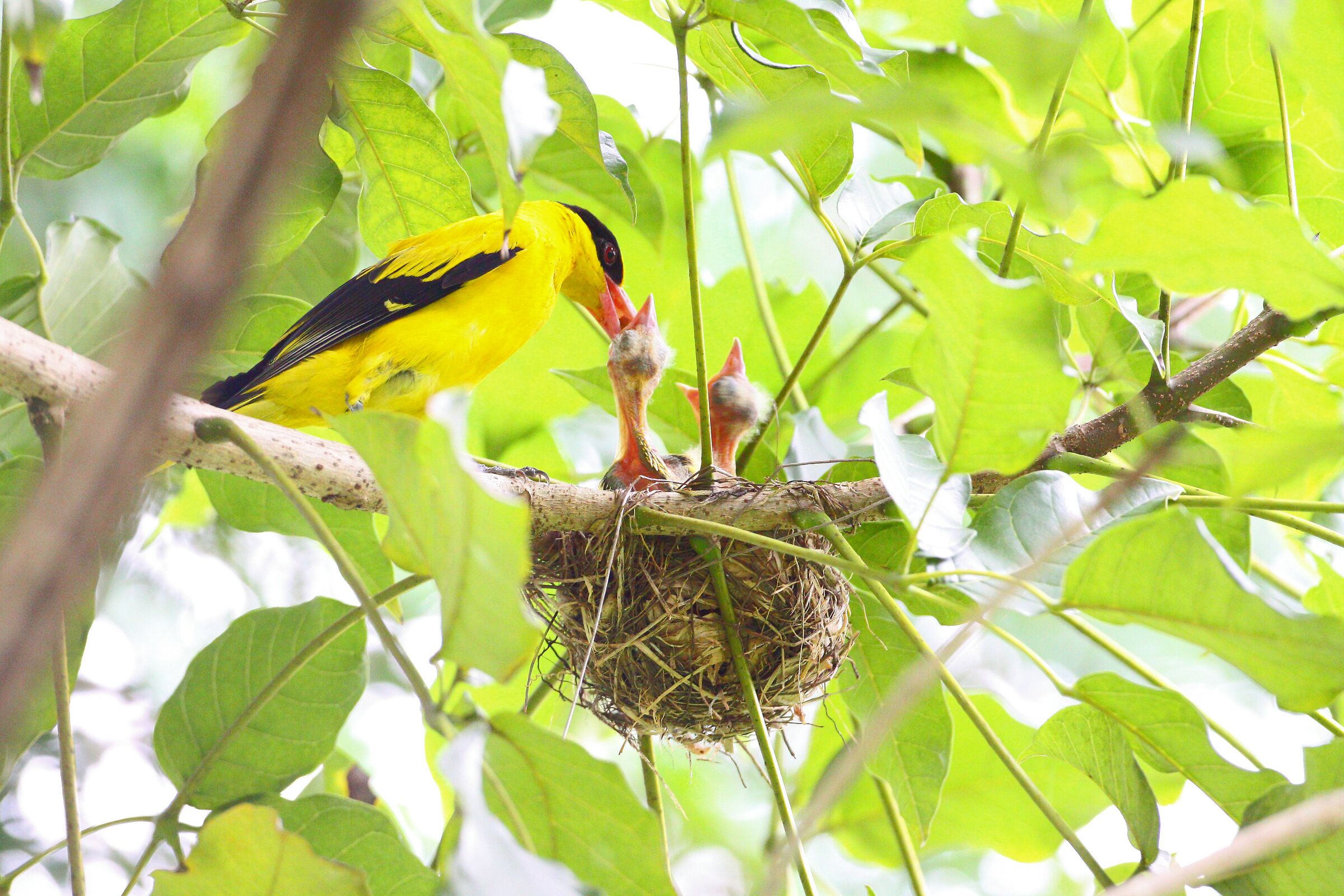 Un oriele che nutre i suoi pulcini