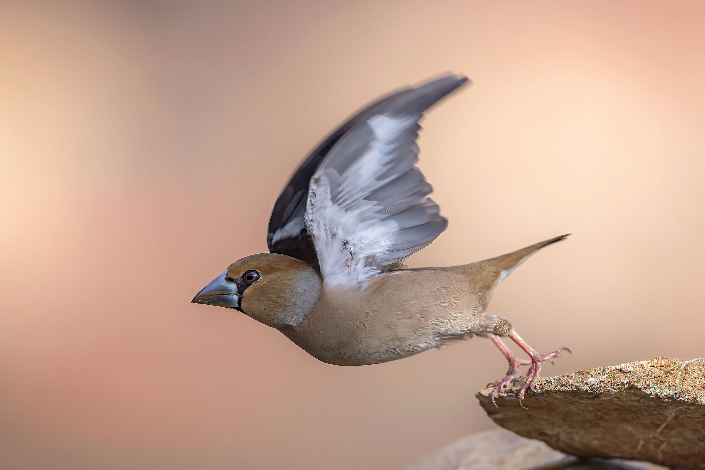 Lo stacco del frosone