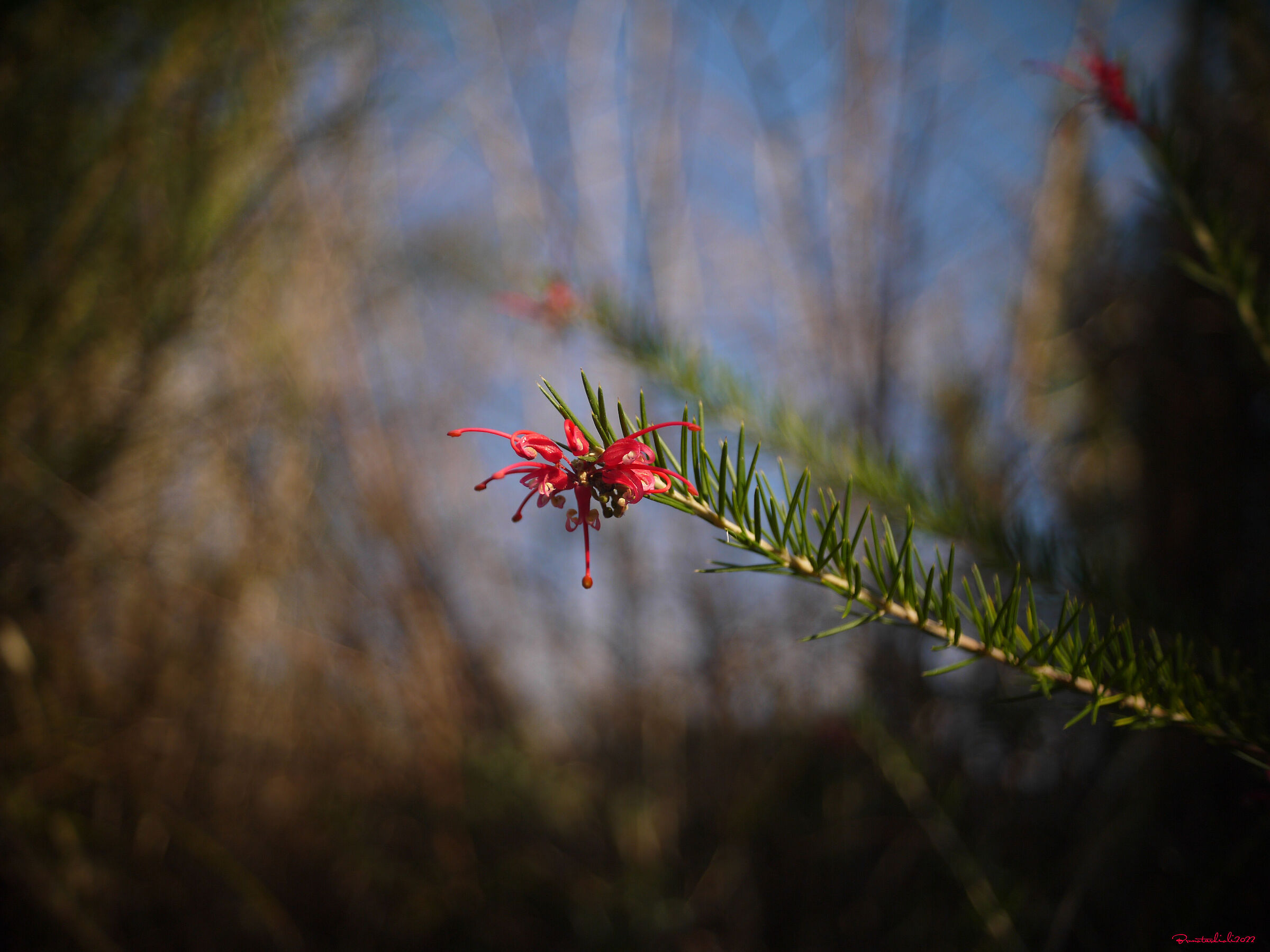 Grevillea rosmarinifolia