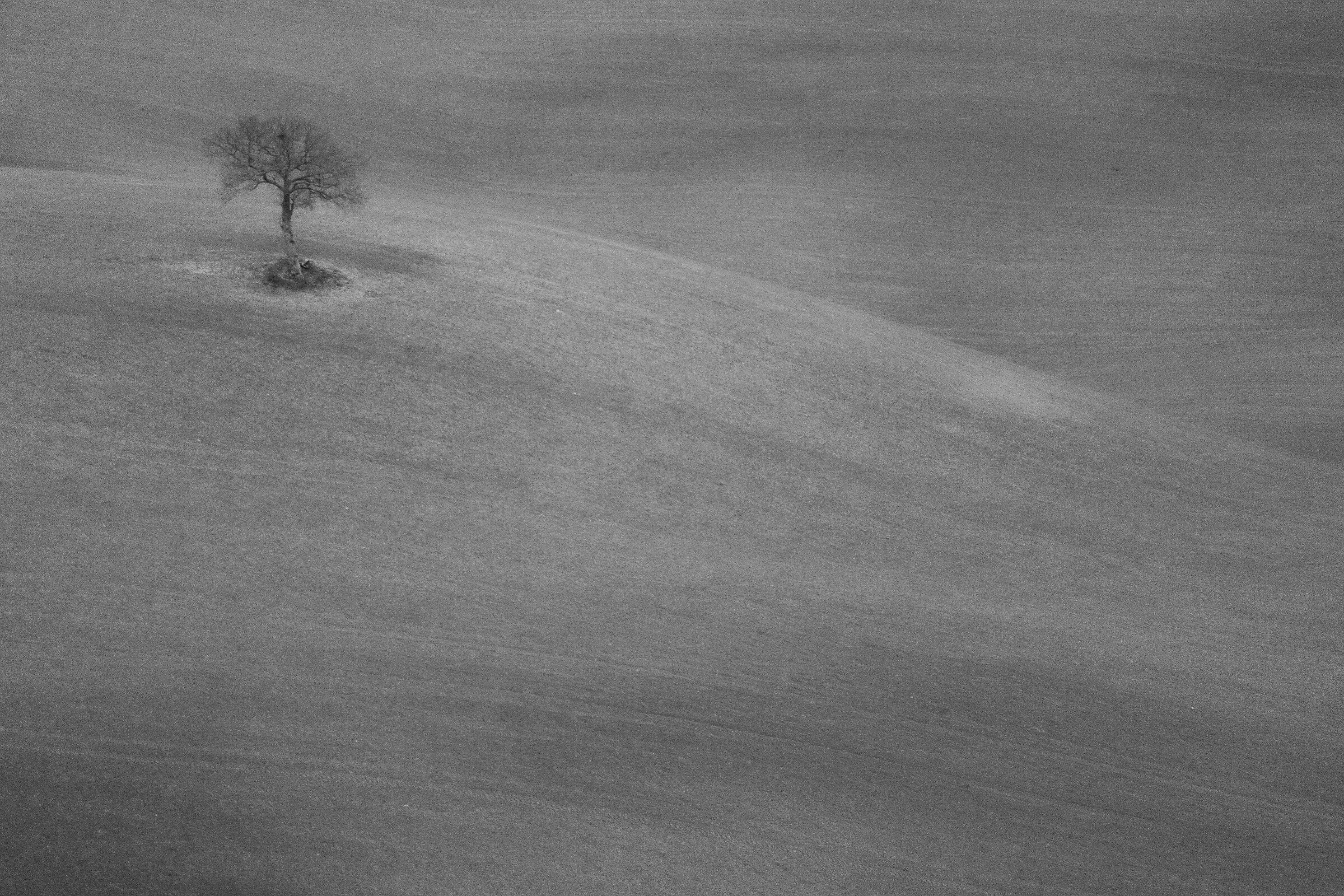 Trees I