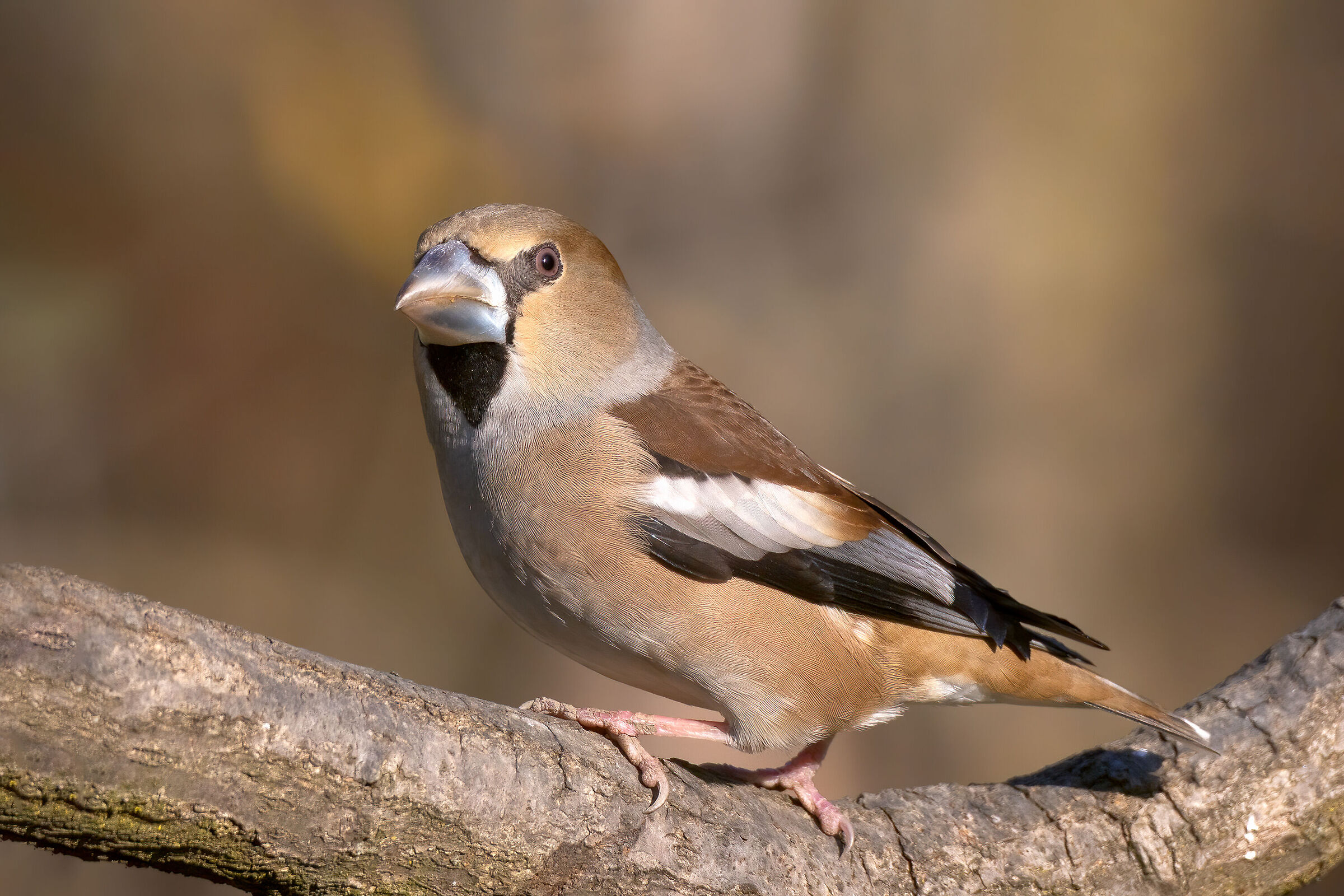 Frosone comune (Coccothraustes coccothraustes)