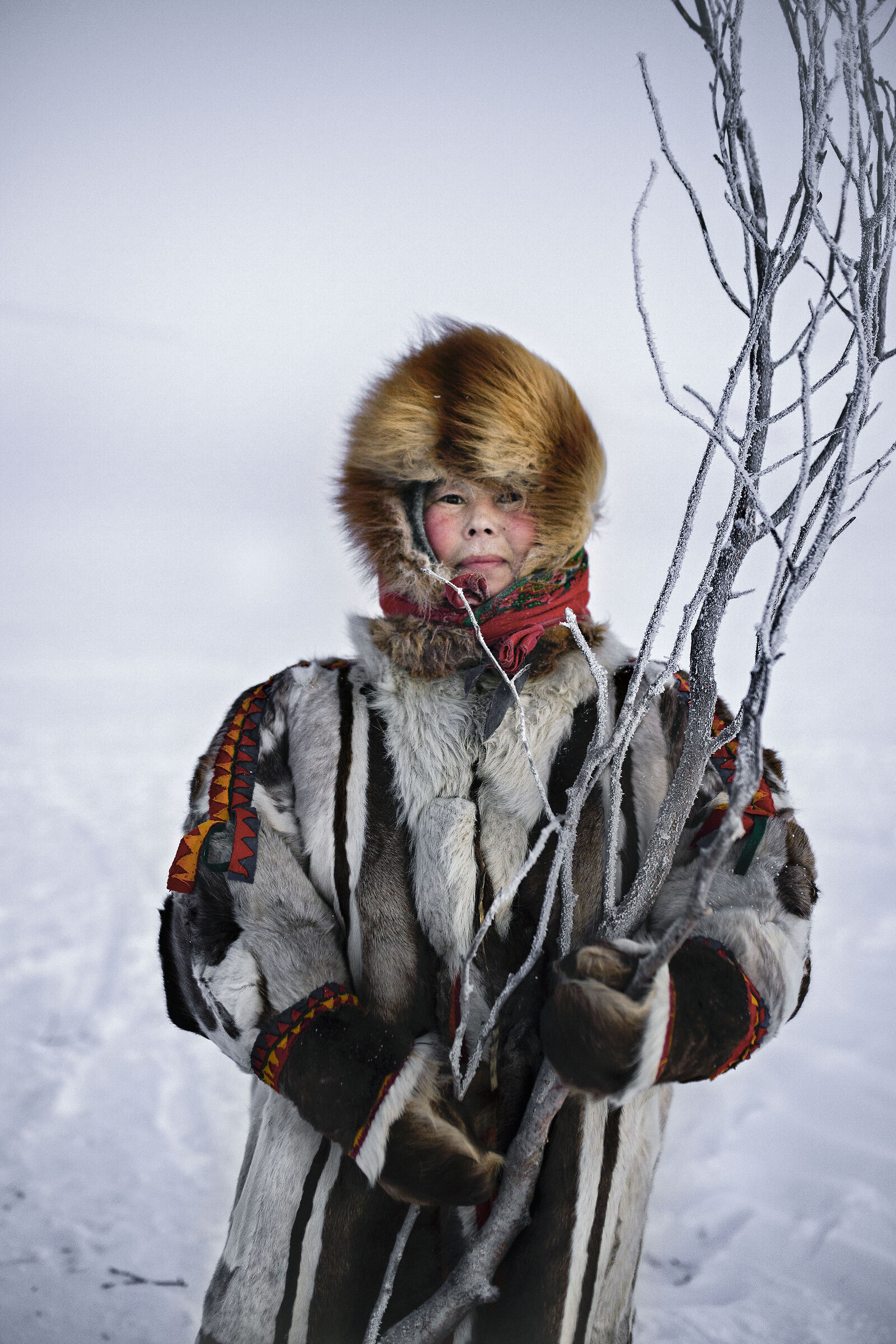 Life in Tundra