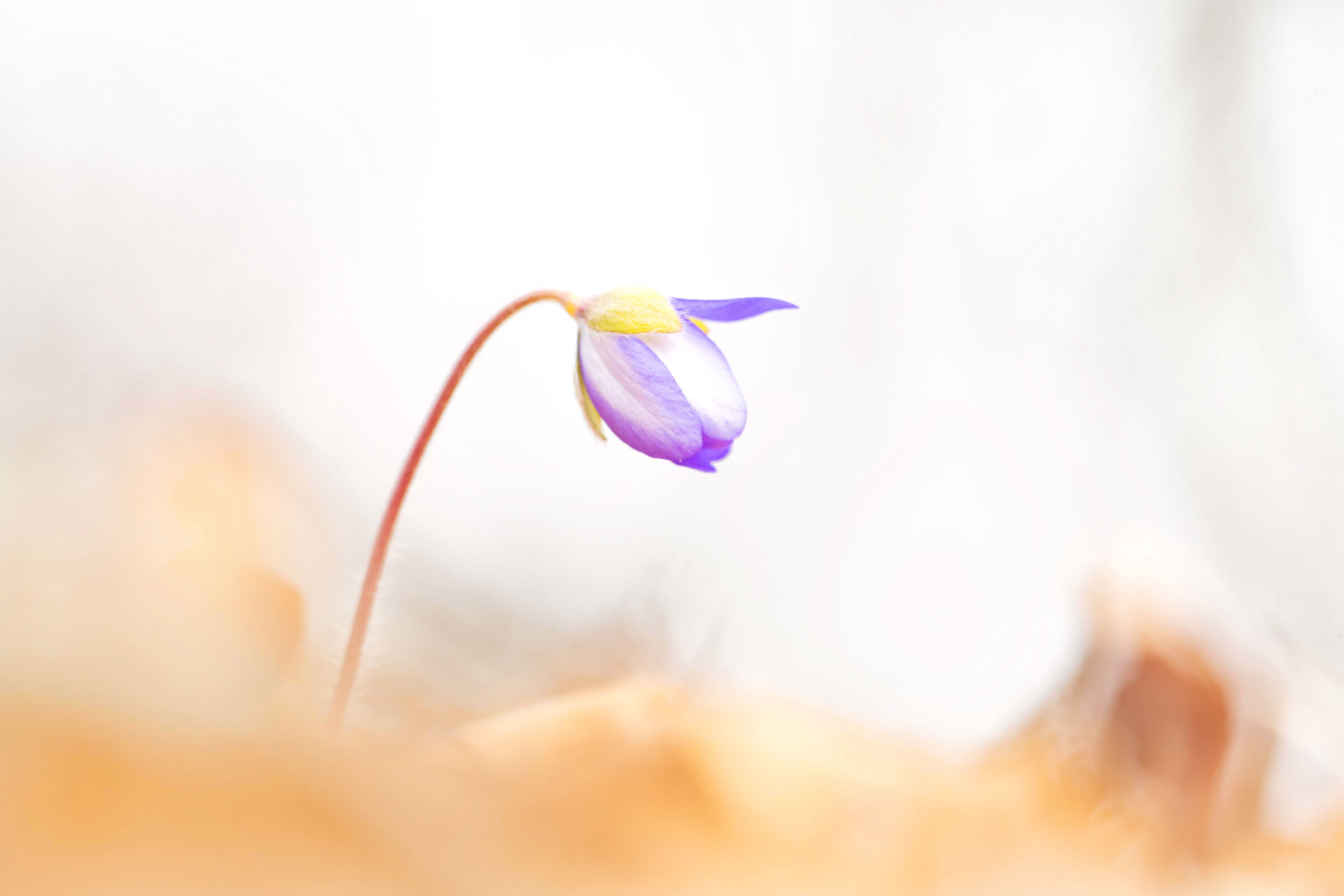 Hepatica in the waves