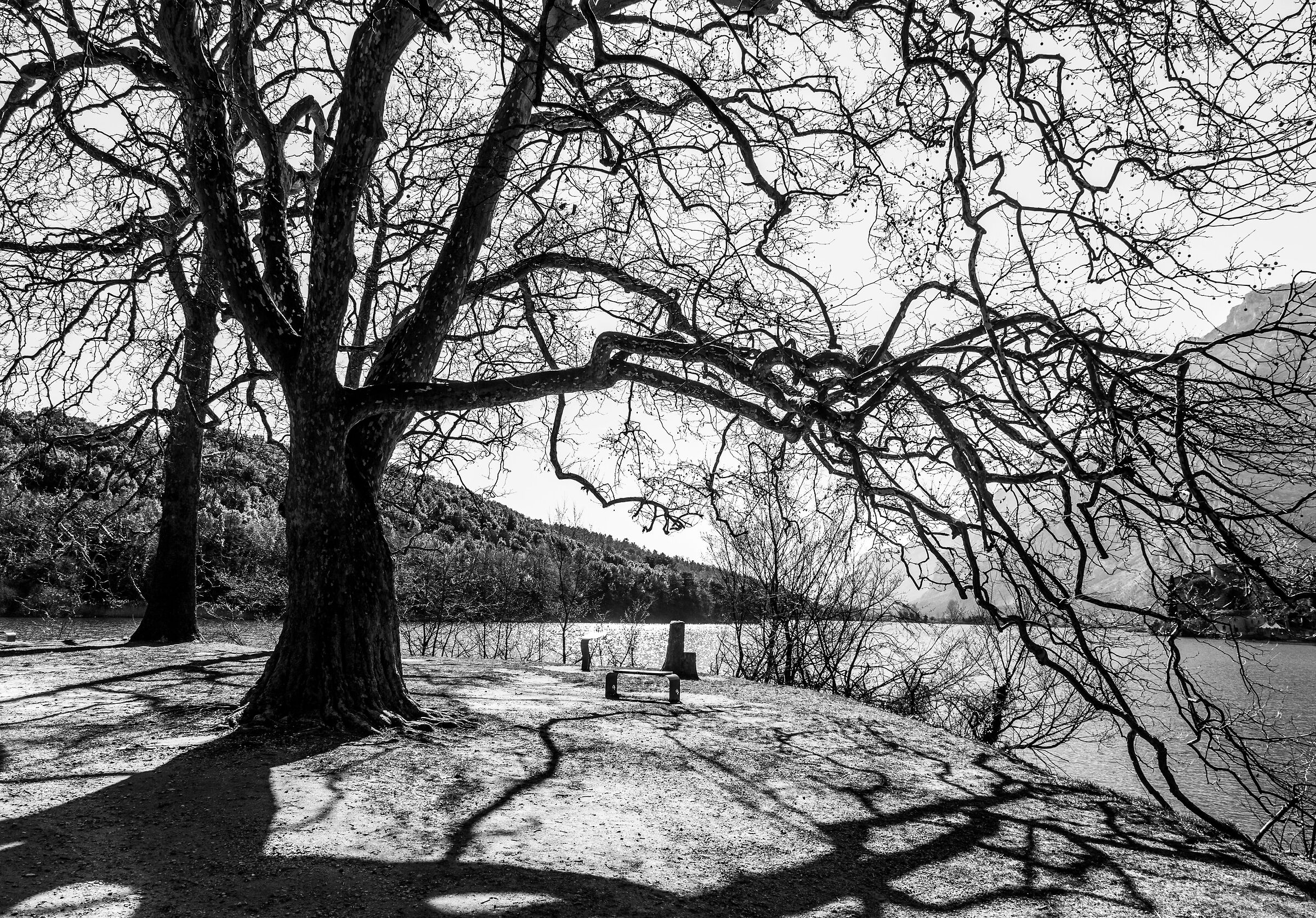 L'esplosione lentissima di un seme. - Bruno Munari