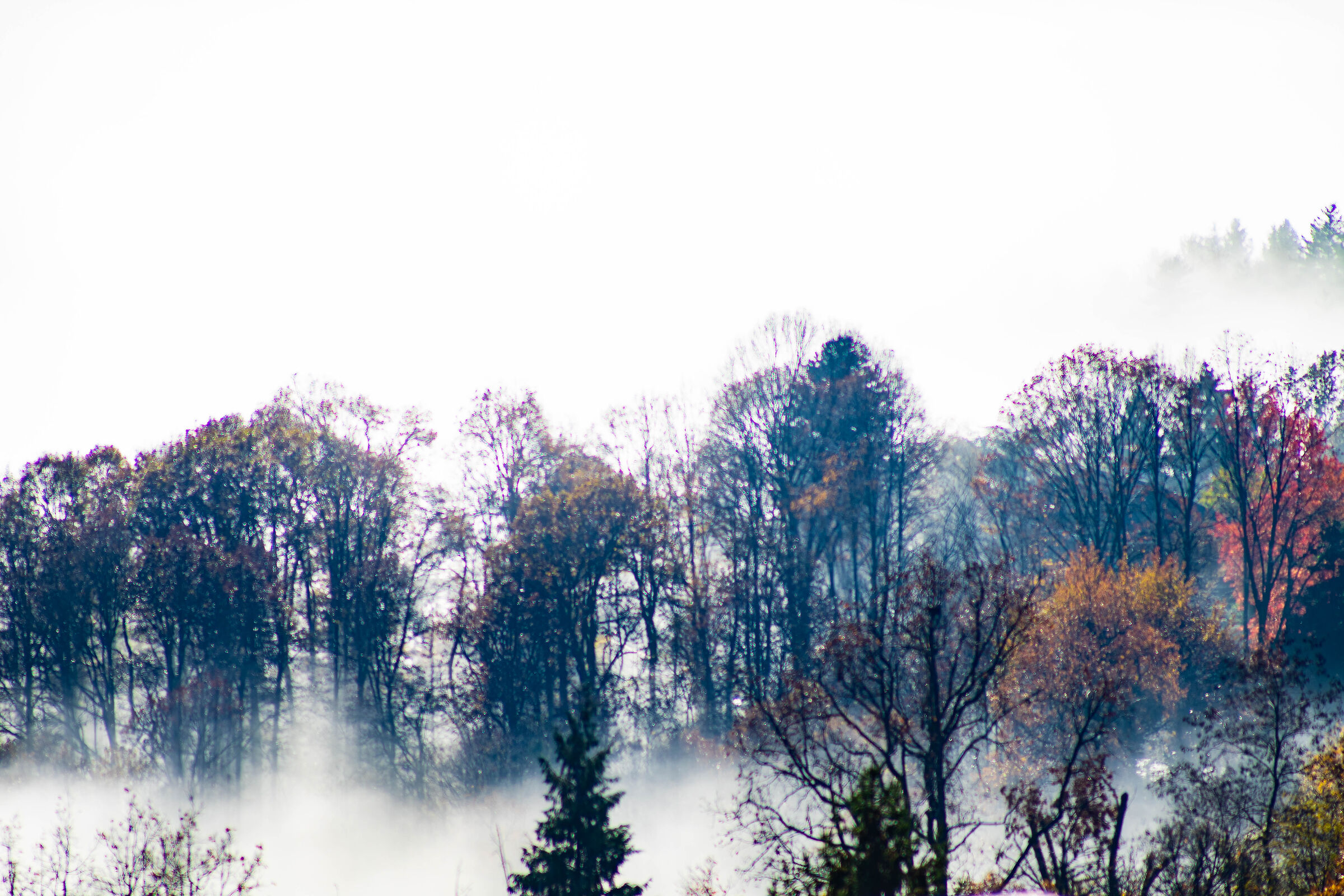 FOG
