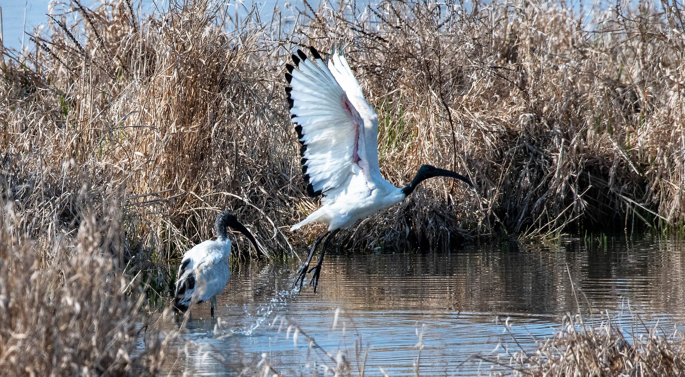 Ibis