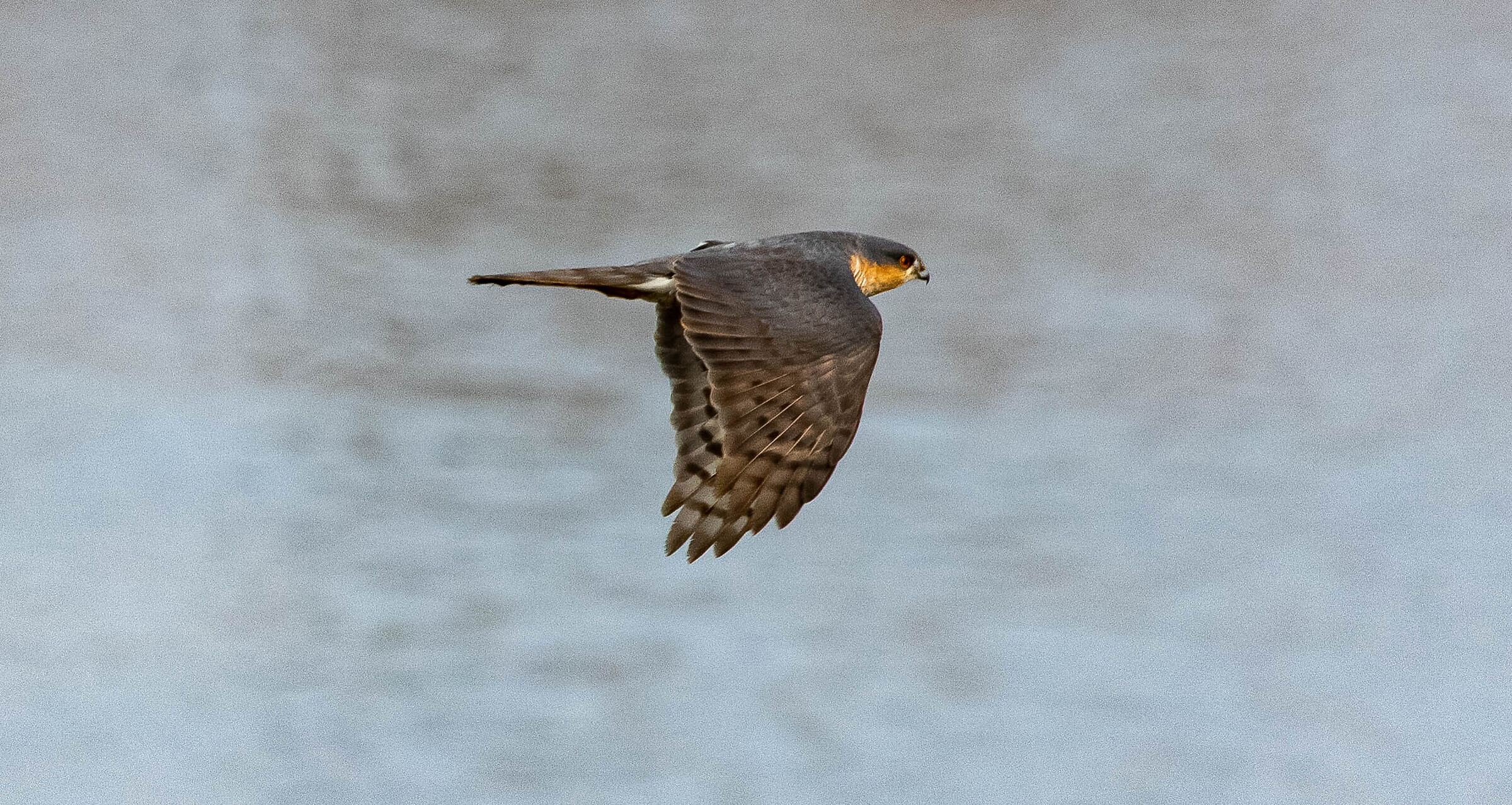 Sparrowhawk