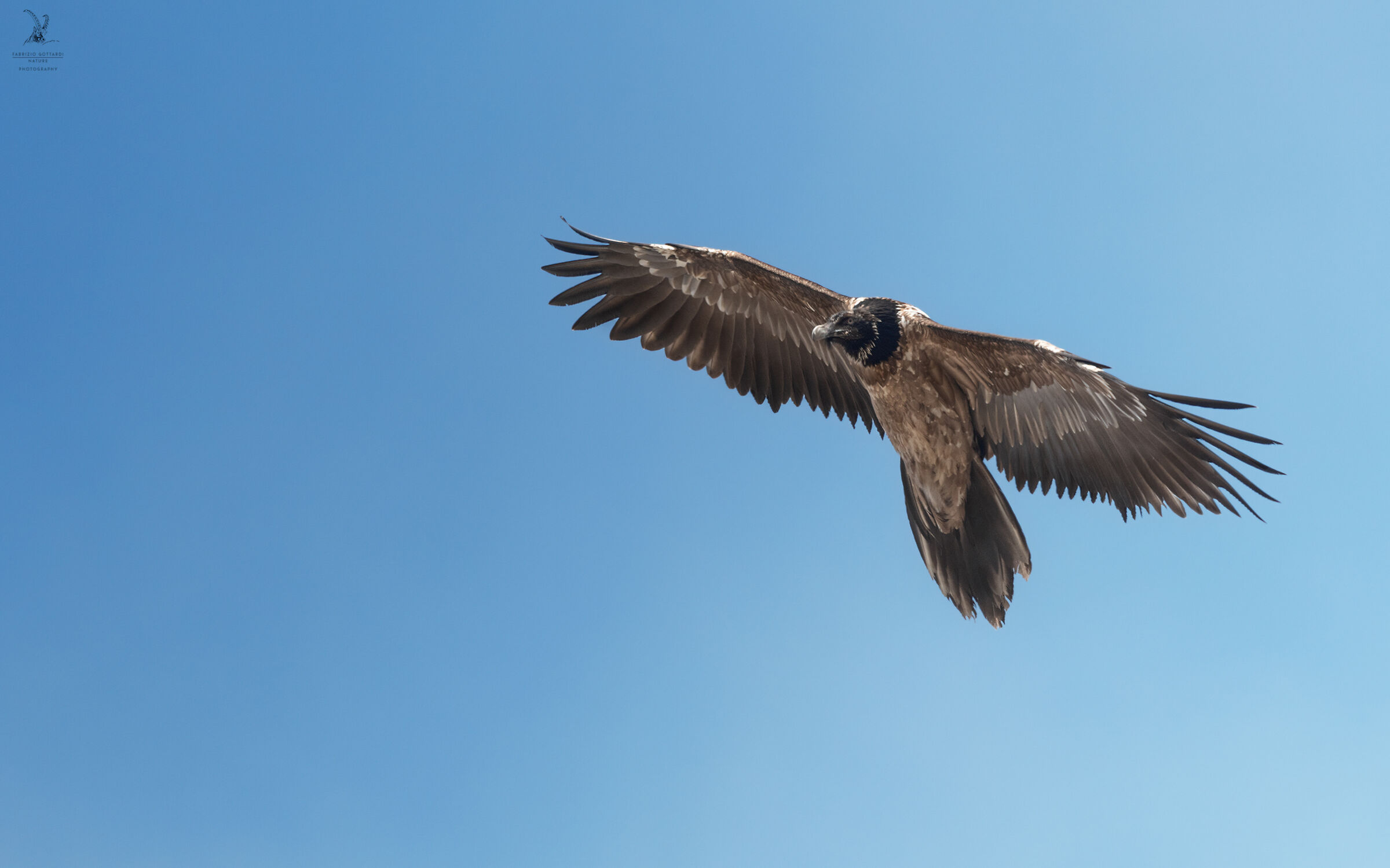 Young Bearded Vulture