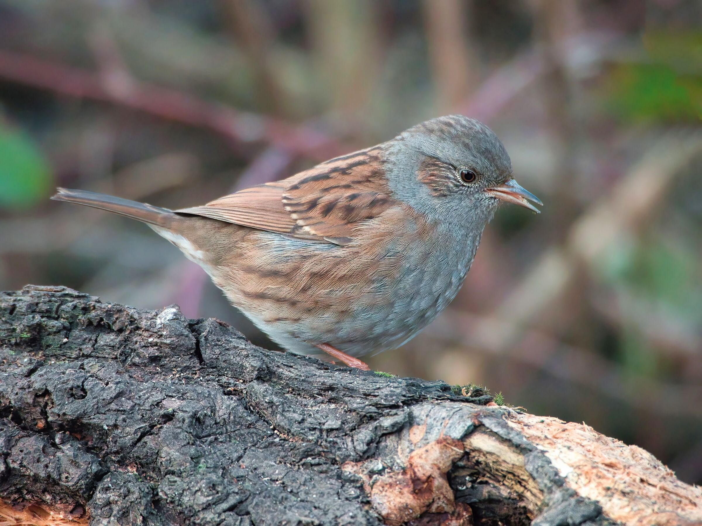 Dunnock
