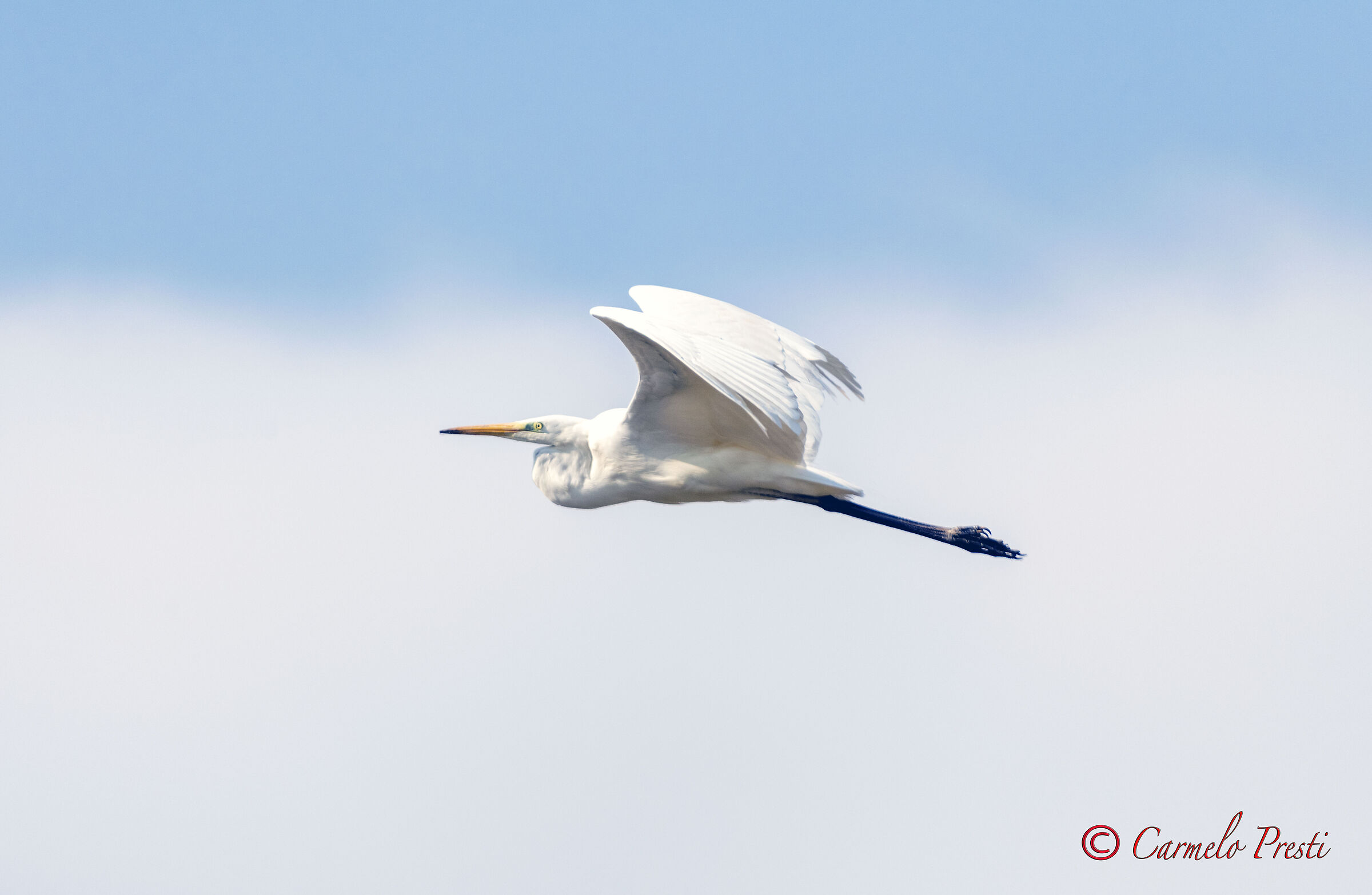 Airone Bianco Maggiore in Volo