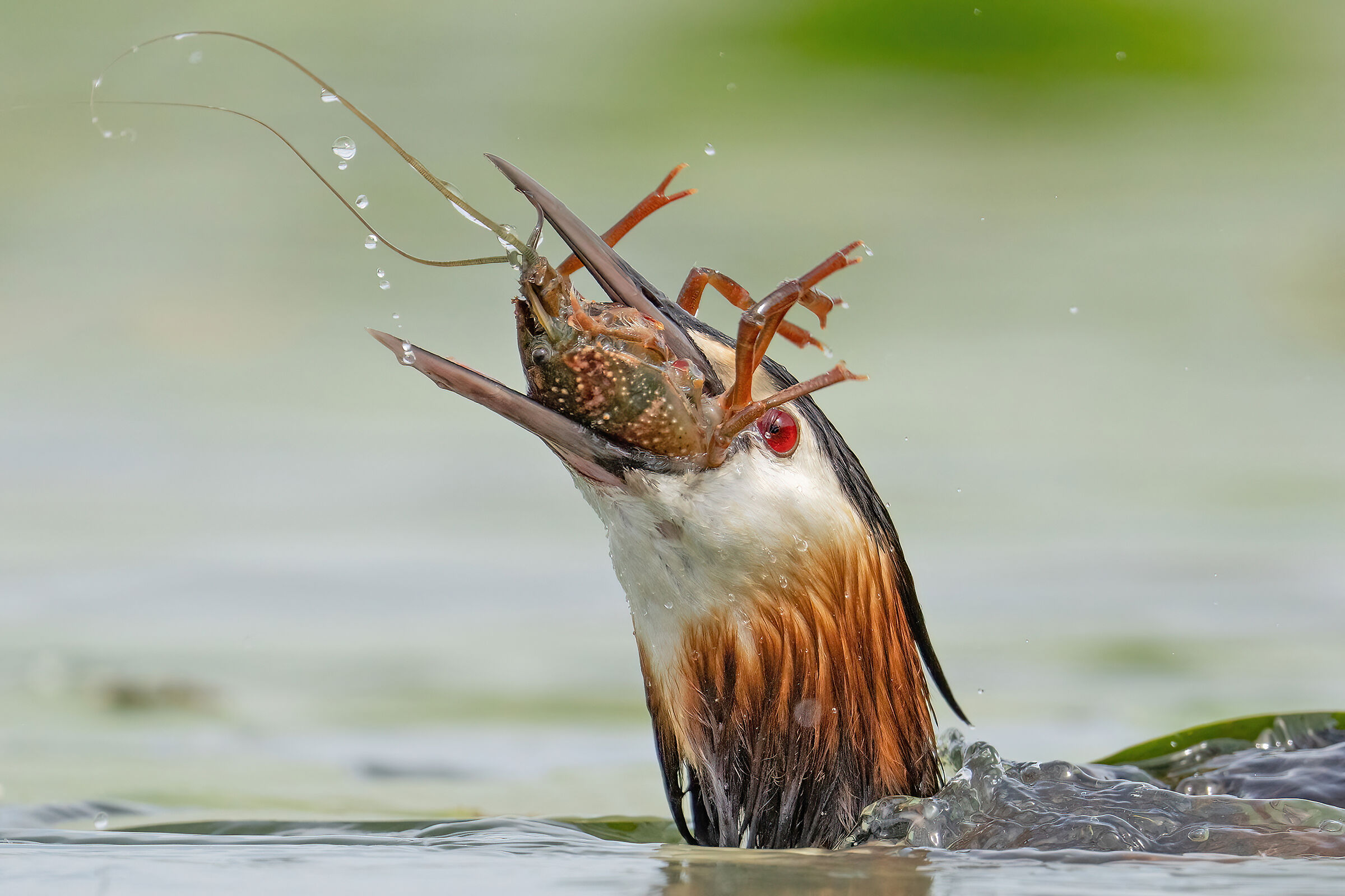Grebe vs shrimp...