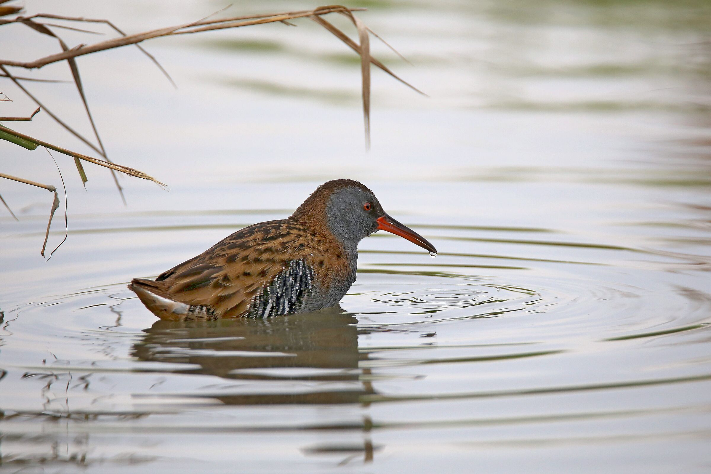 Water rail