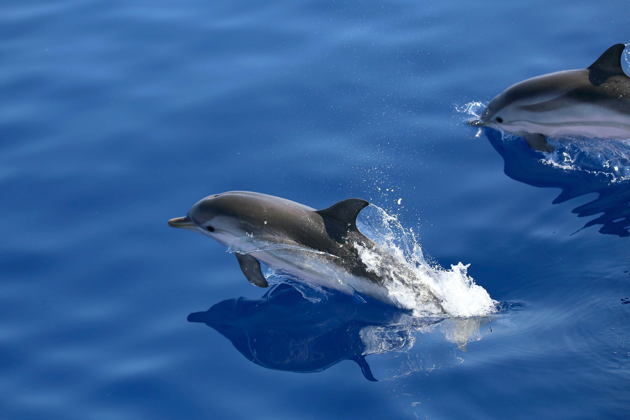 Dolphins