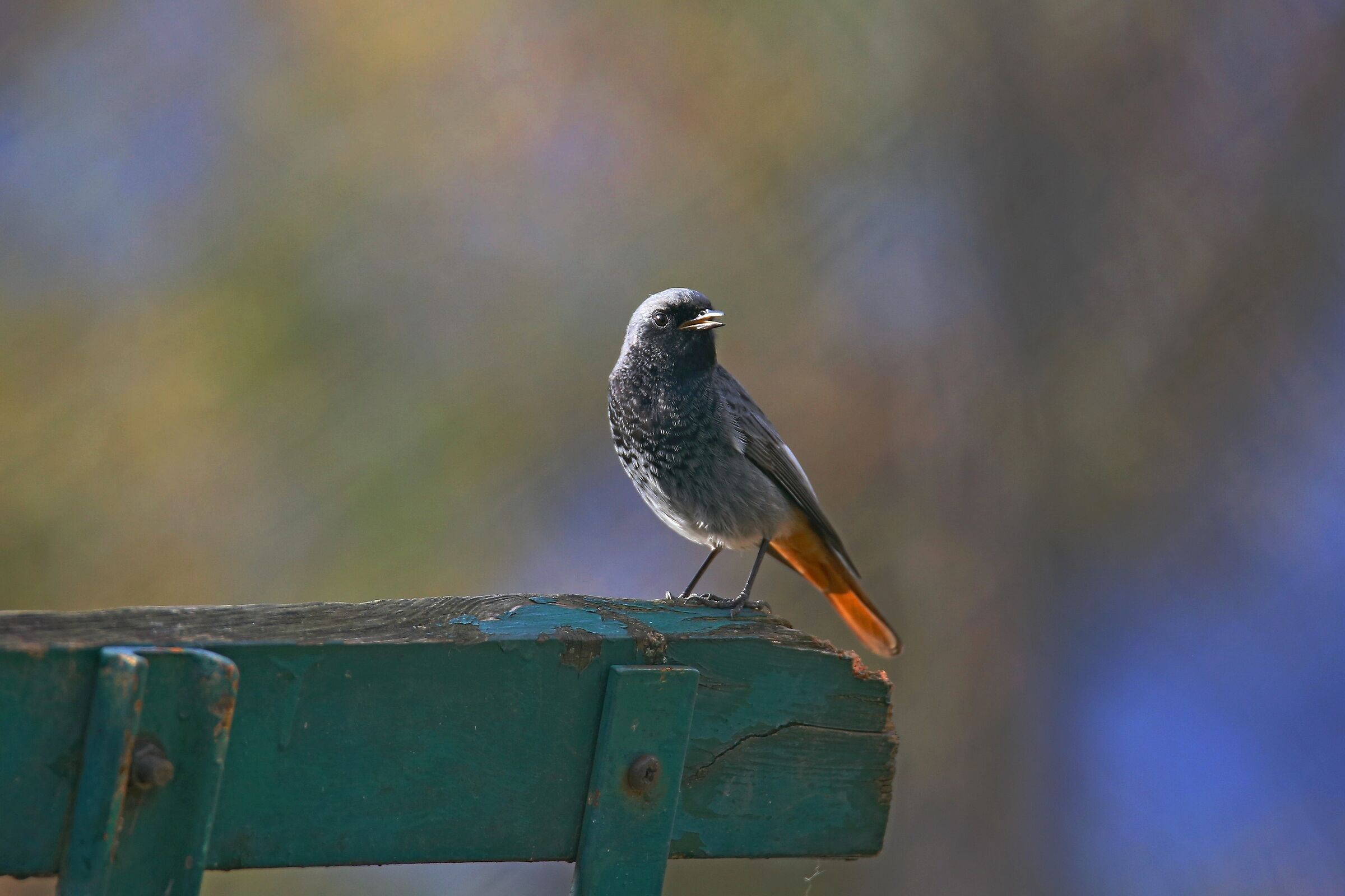 Black redstart