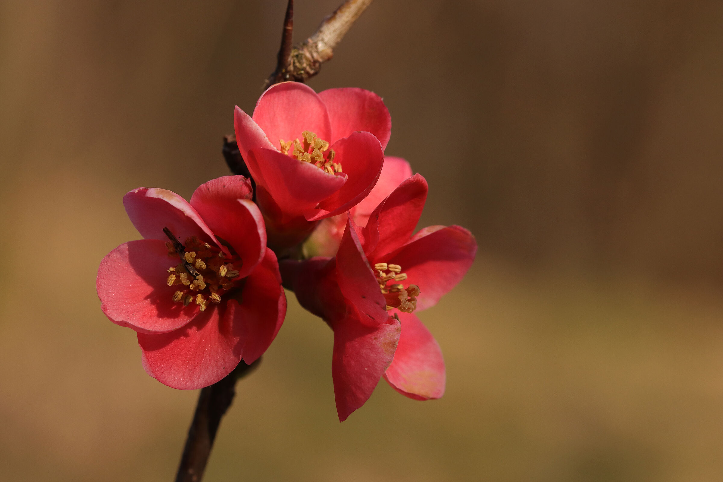 "Chaenomales", in the woods