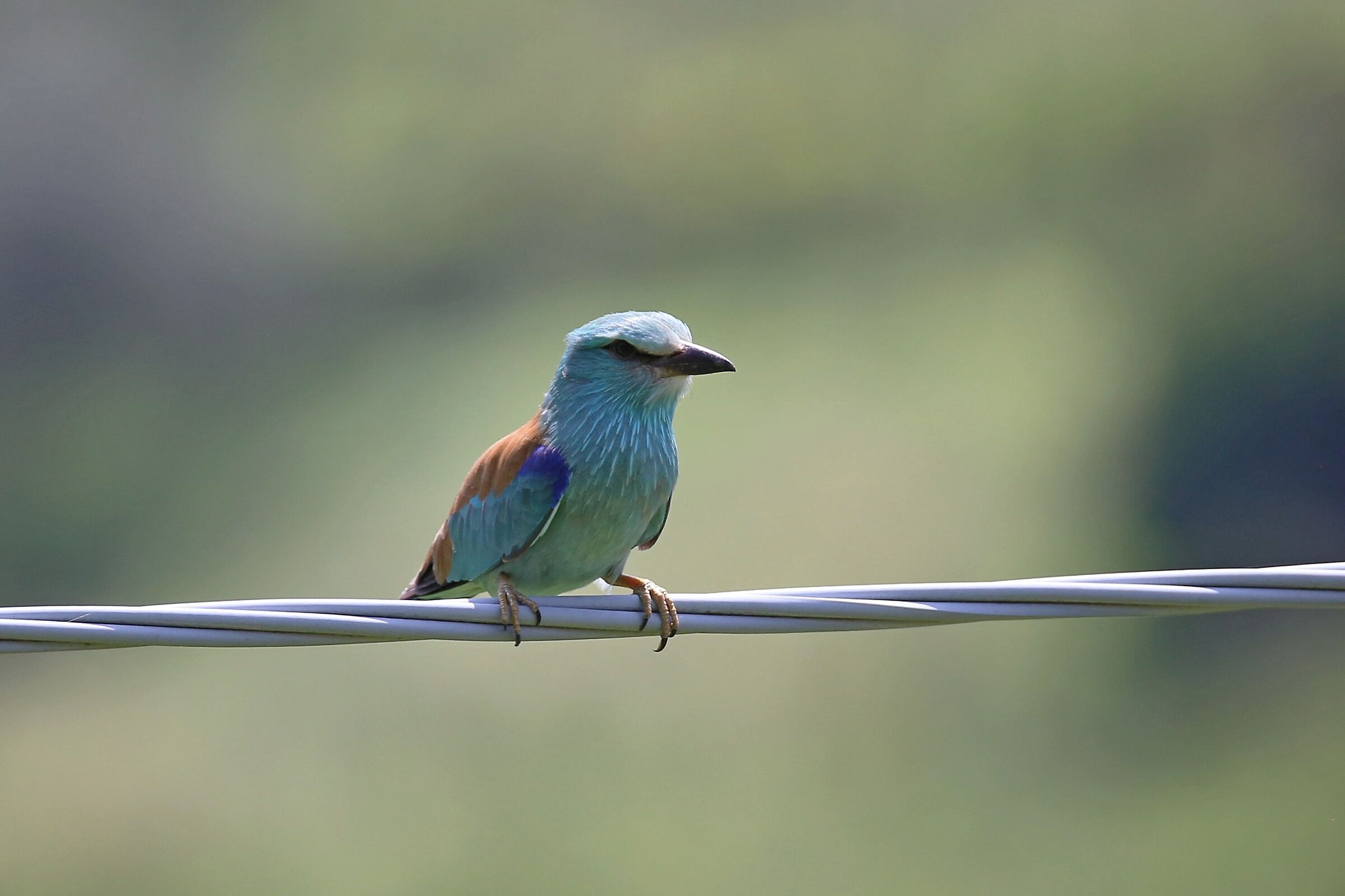 Sea jay