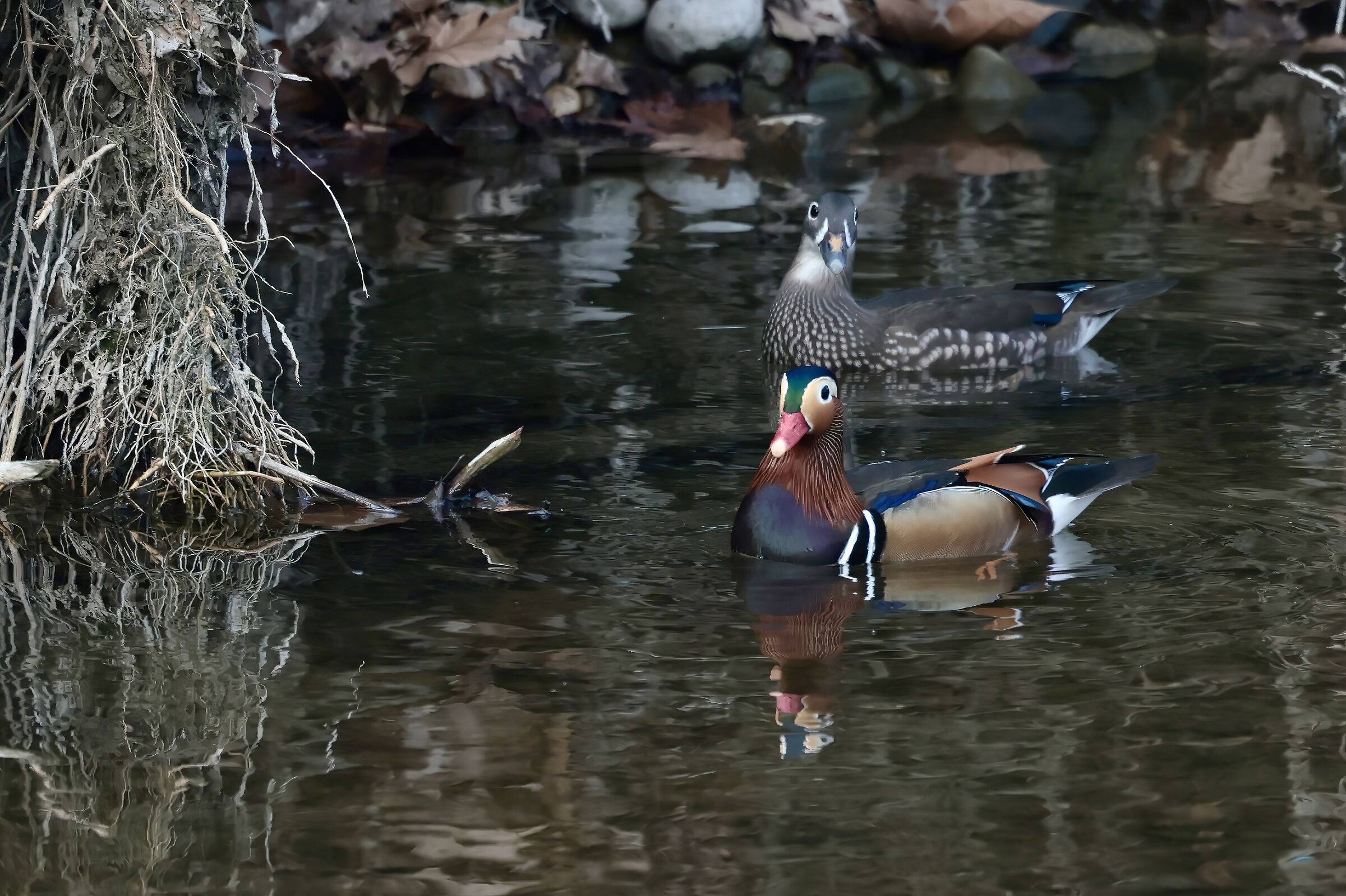 pair of mandarin ducks