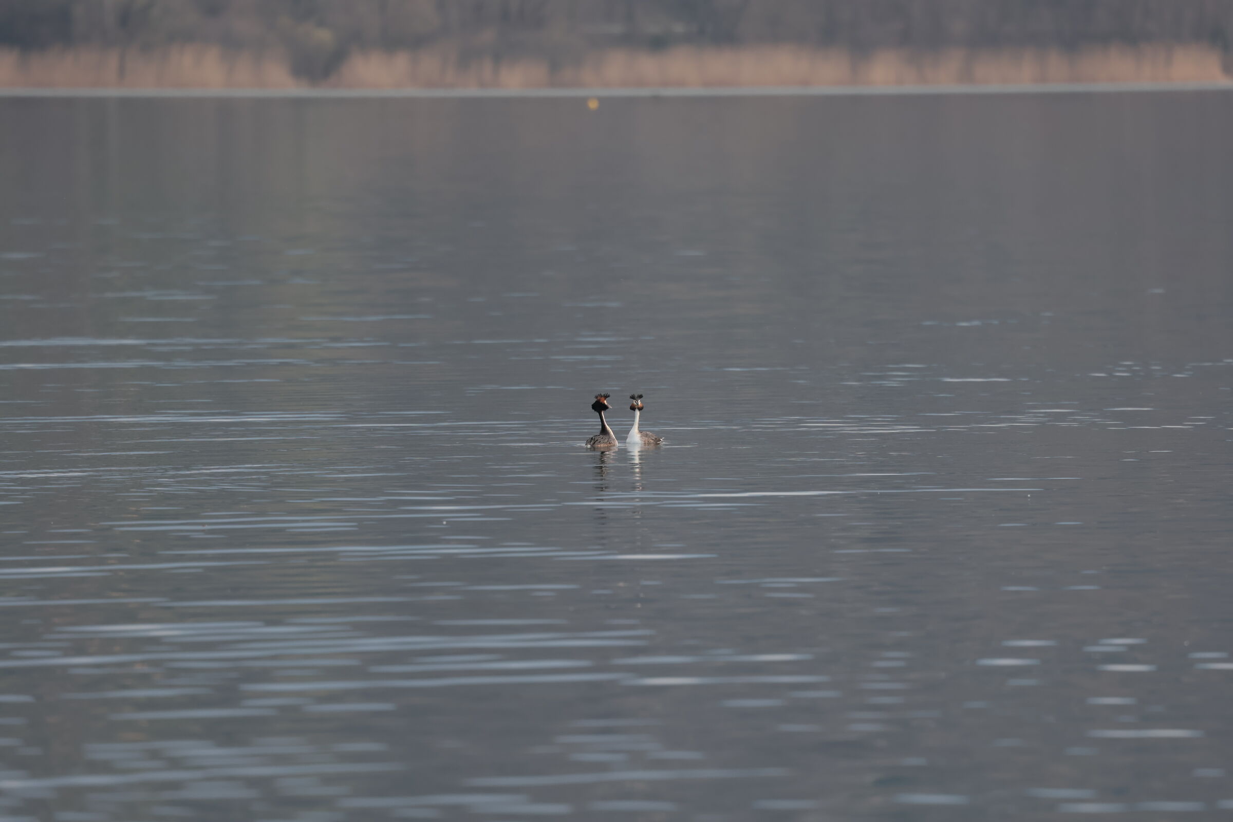 grebes walking