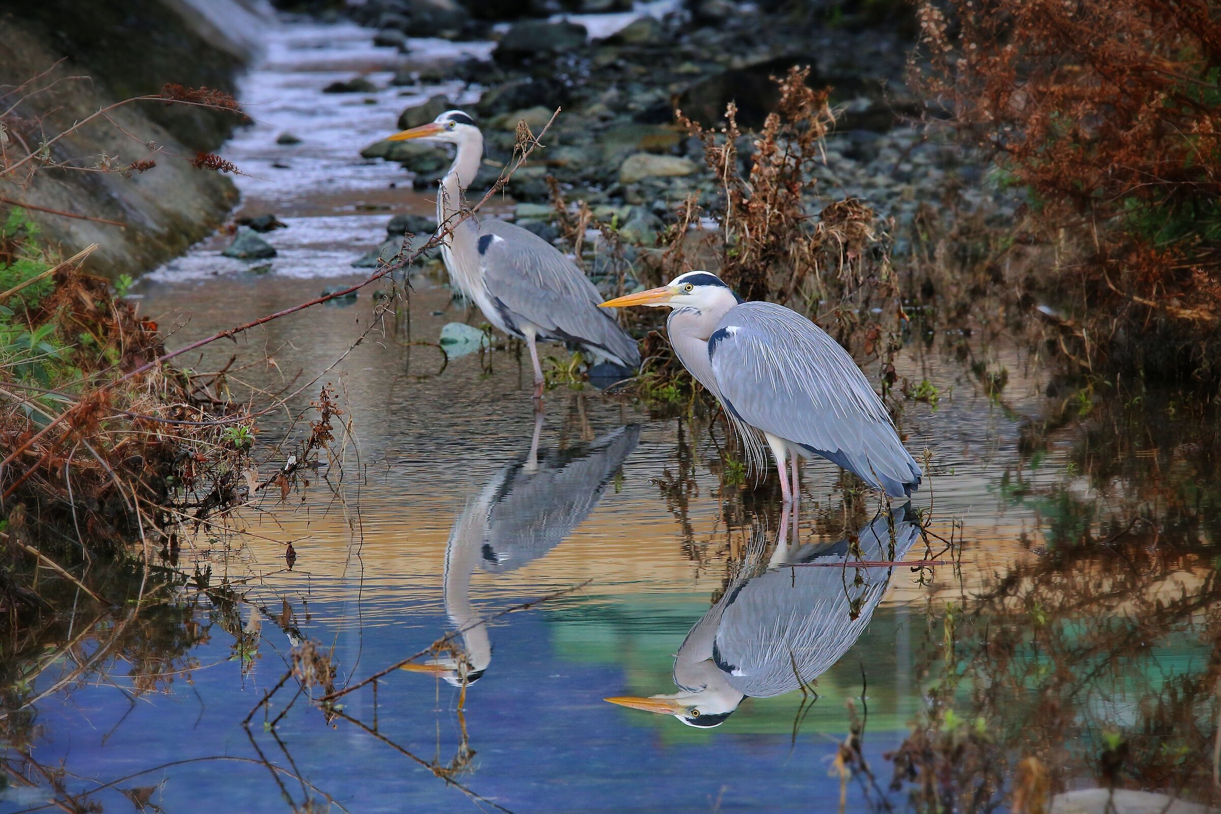 Grey herons